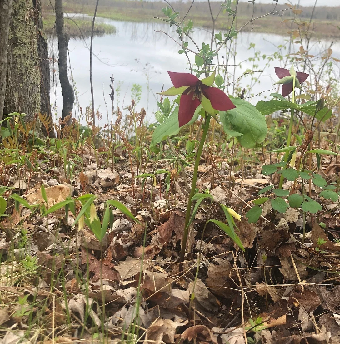 Trillium (Wake Robin, Stinking Benjamin) and Wild Oats