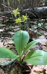 Bluebead Lily (Clintonia)