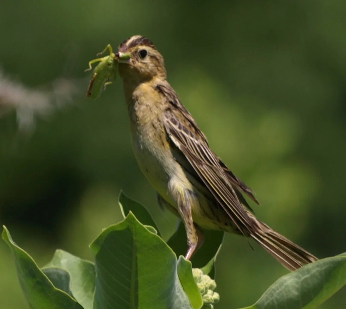 Female bobolink, Laura Suomi-Lecker, 2018