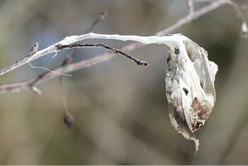 Browntail moth winter web in ornamental crab