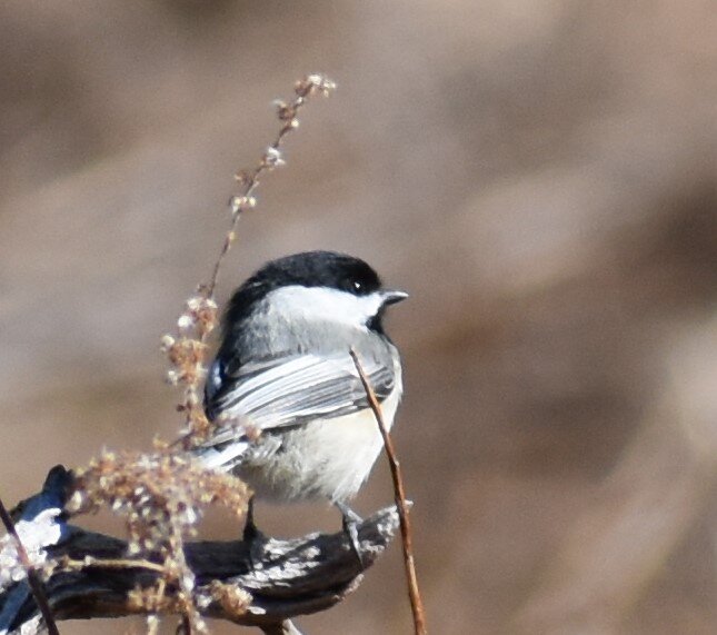 Chickadee