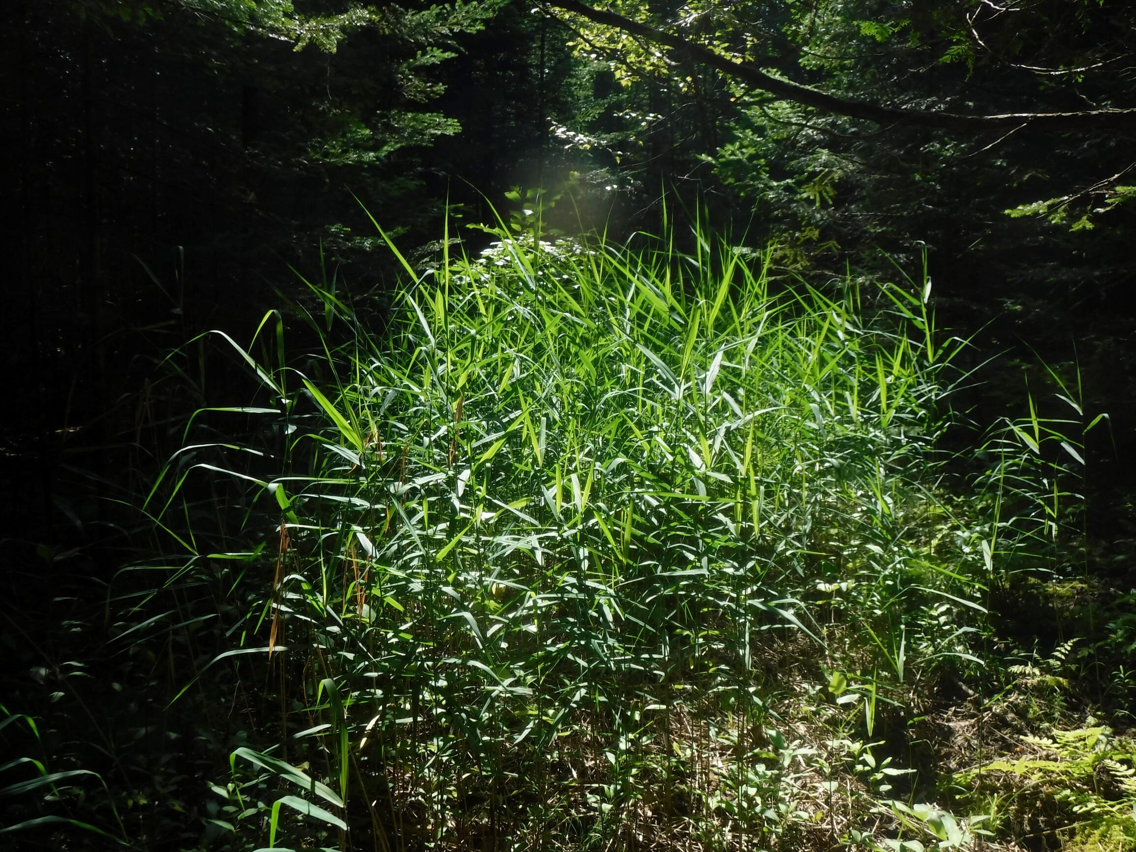 Common reed (phragmites)