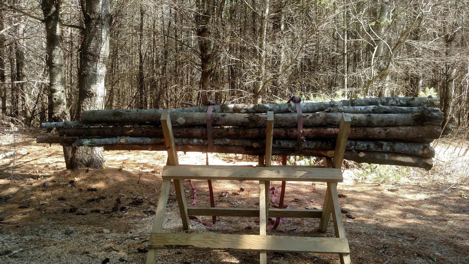 Using a Sawbuck for Cutting Limb Wood - SAFELY — Somerset County Soil &  Water Conservation District