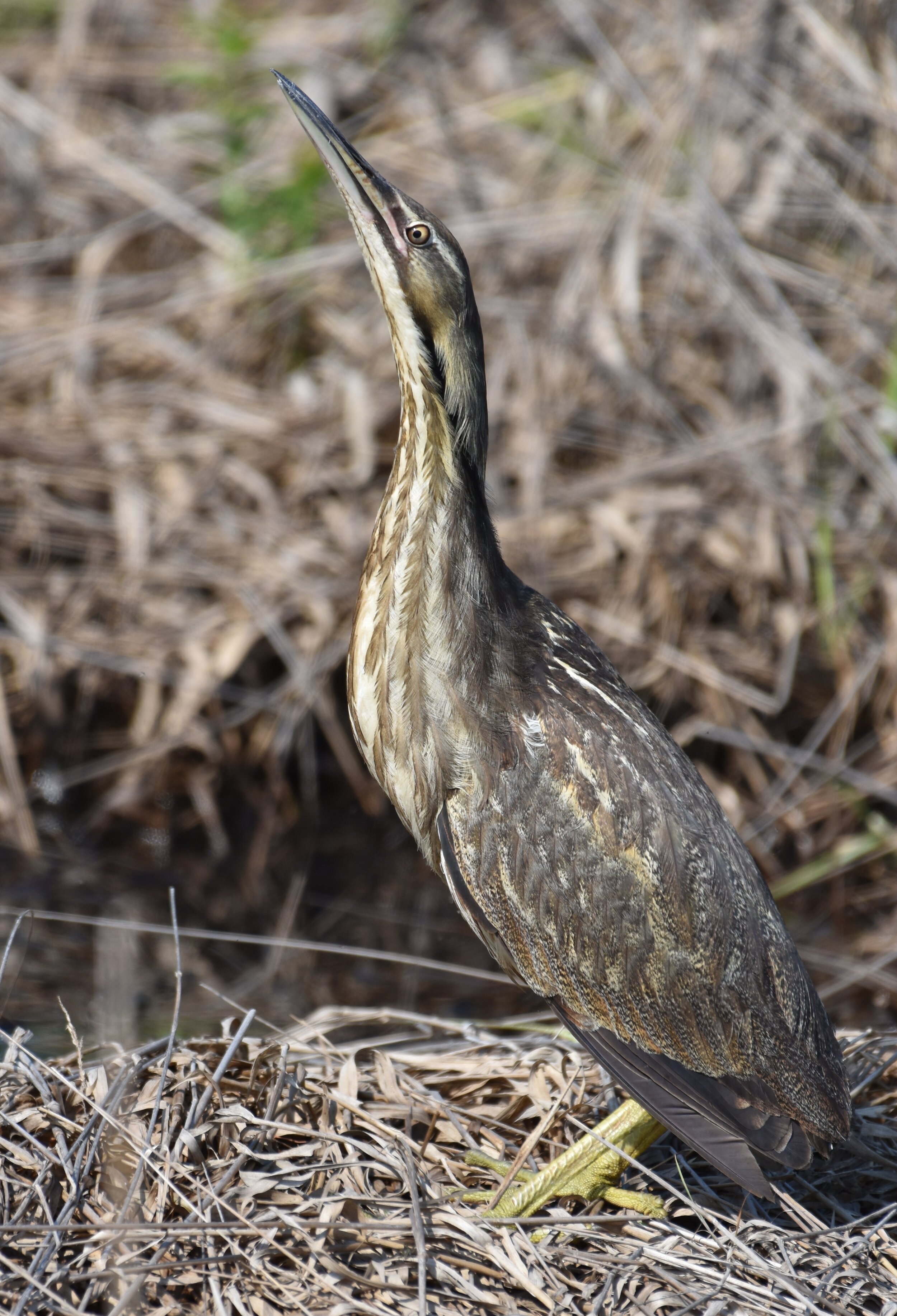 Bittern