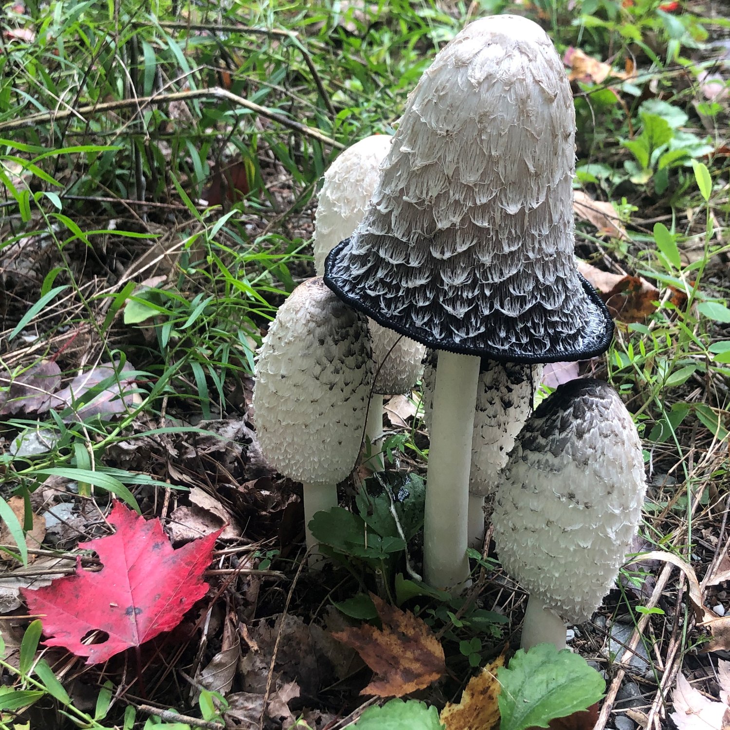 Mushrooms That Digest Themselves? It Must Be Halloween — Somerset County Soil & Water Conservation District