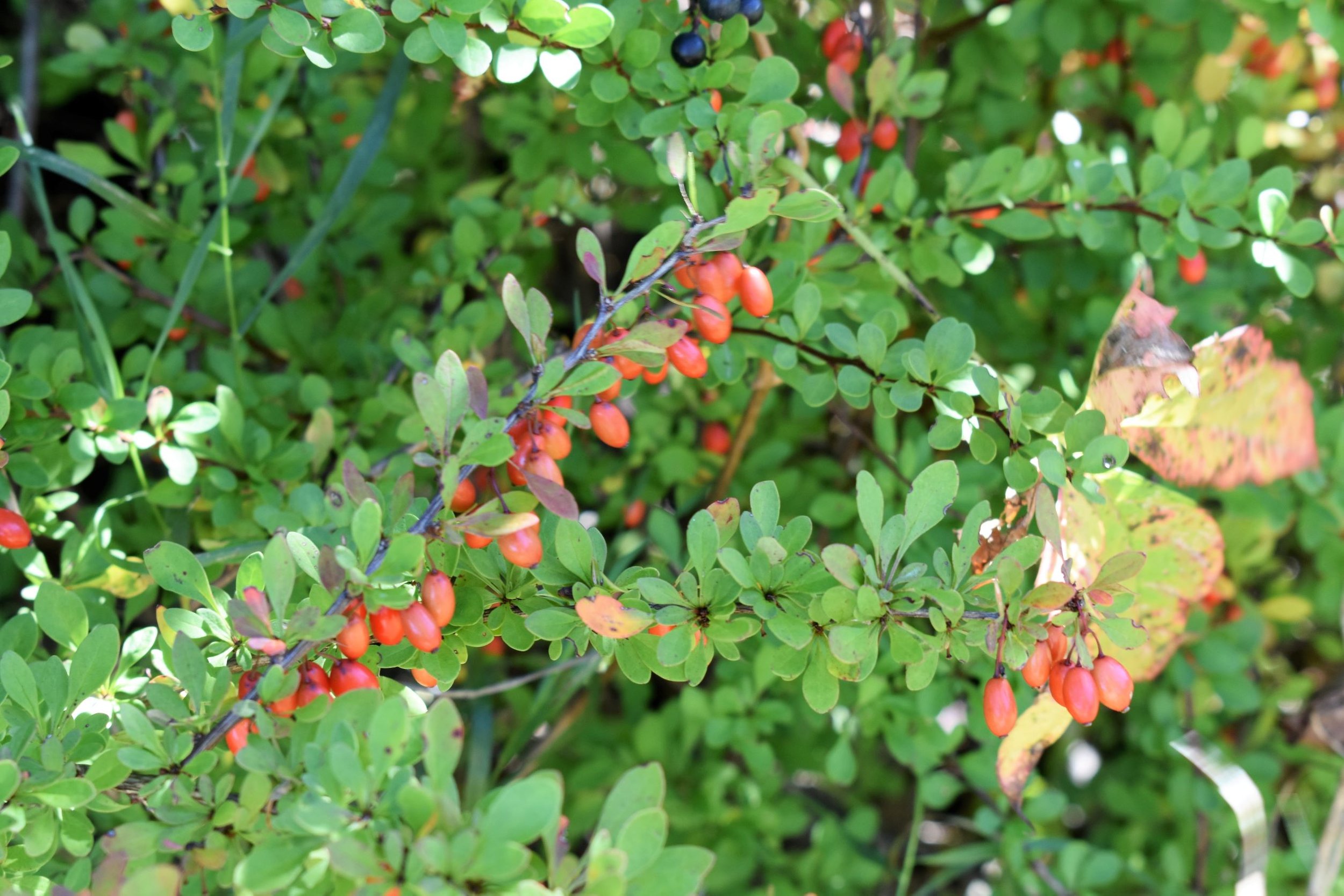 Japanese barberry