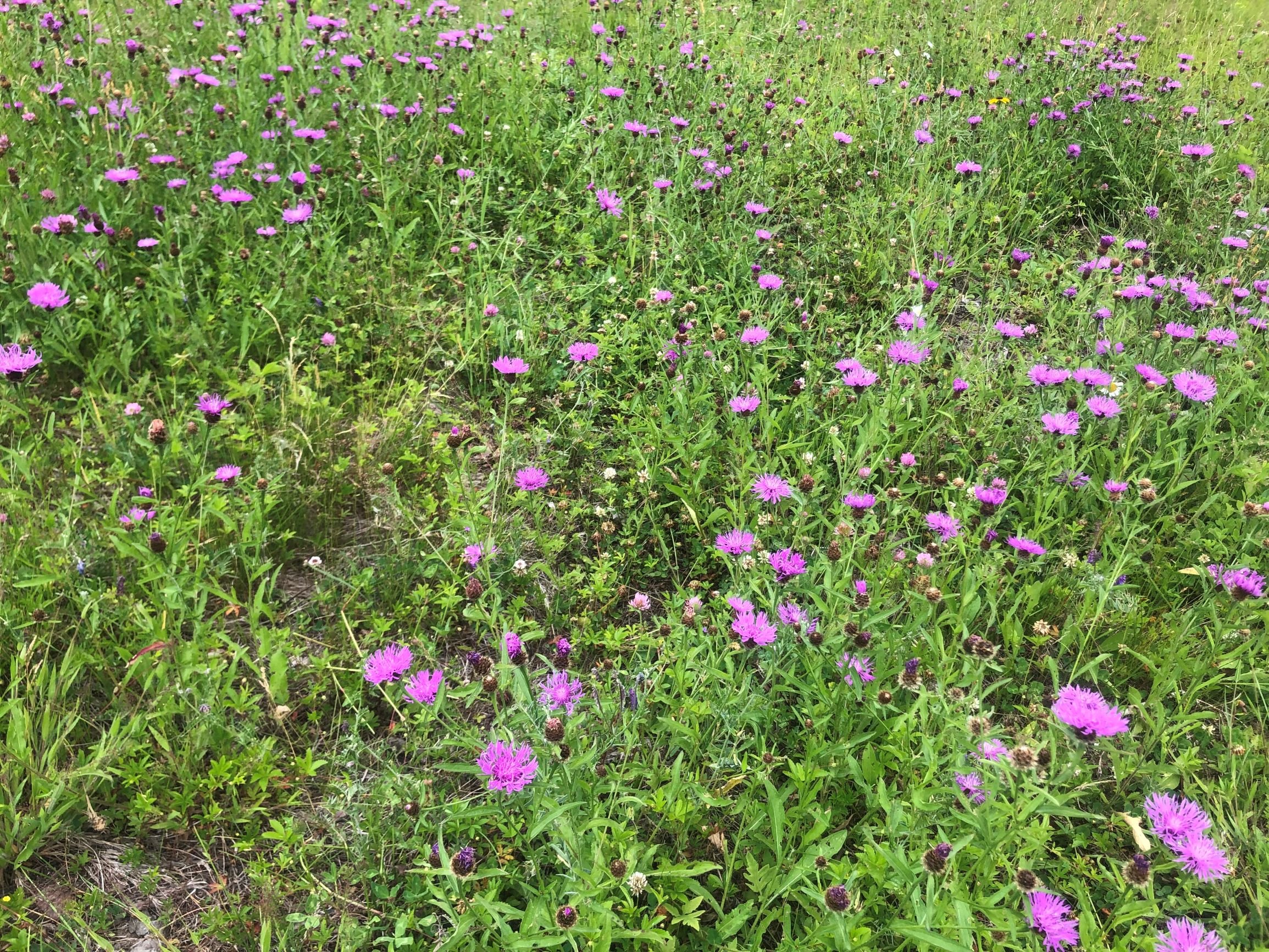 Knapweed