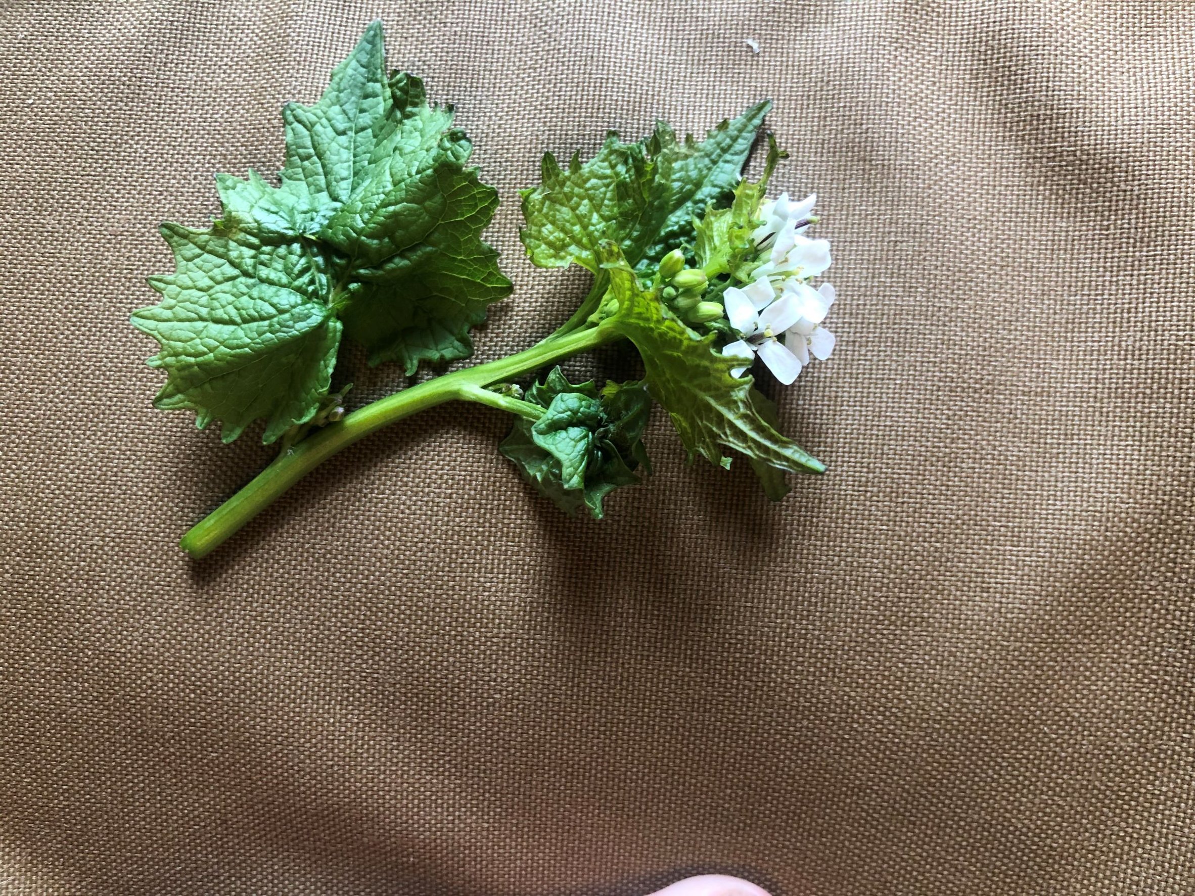 garlic mustard