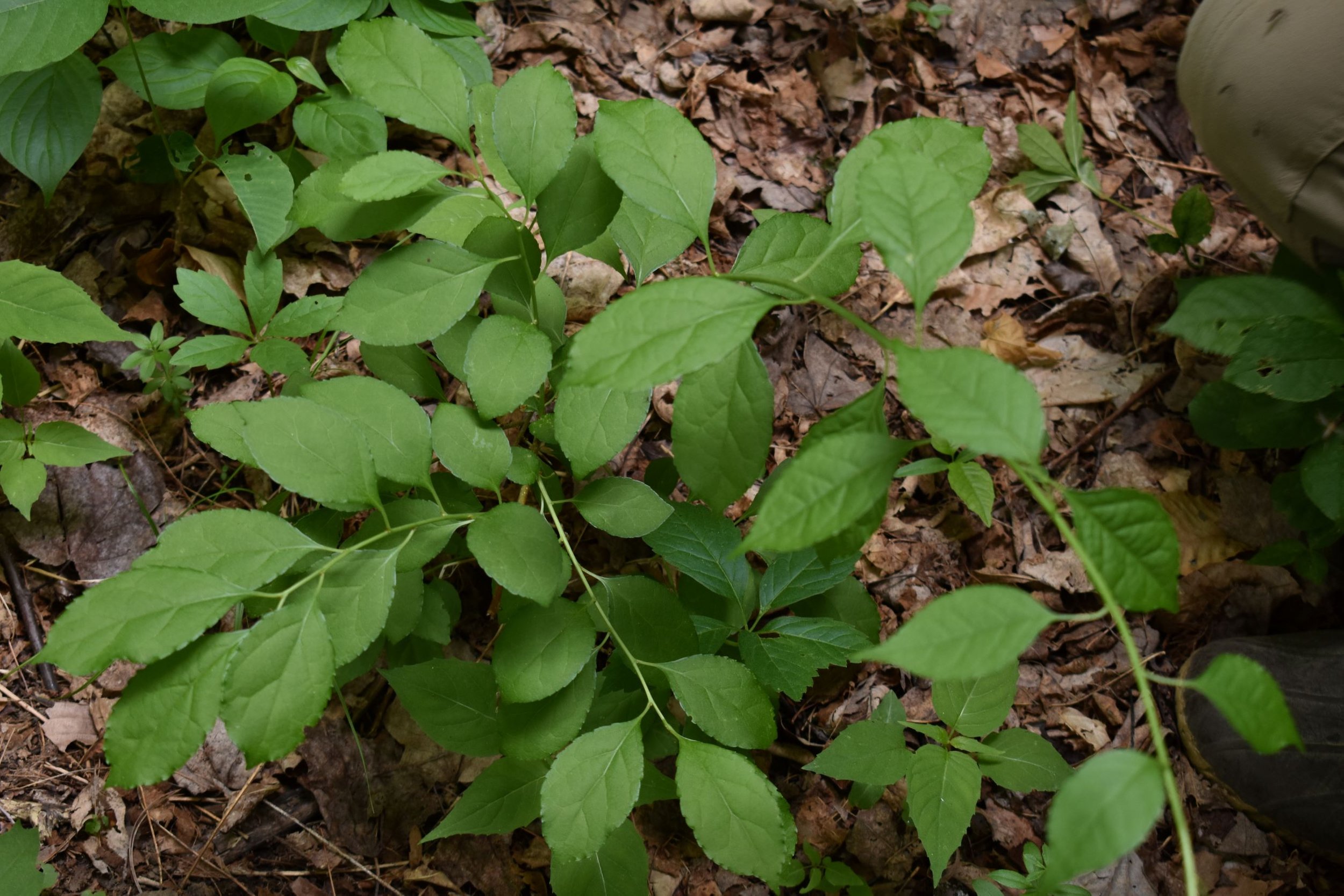 Asiatic bittersweet