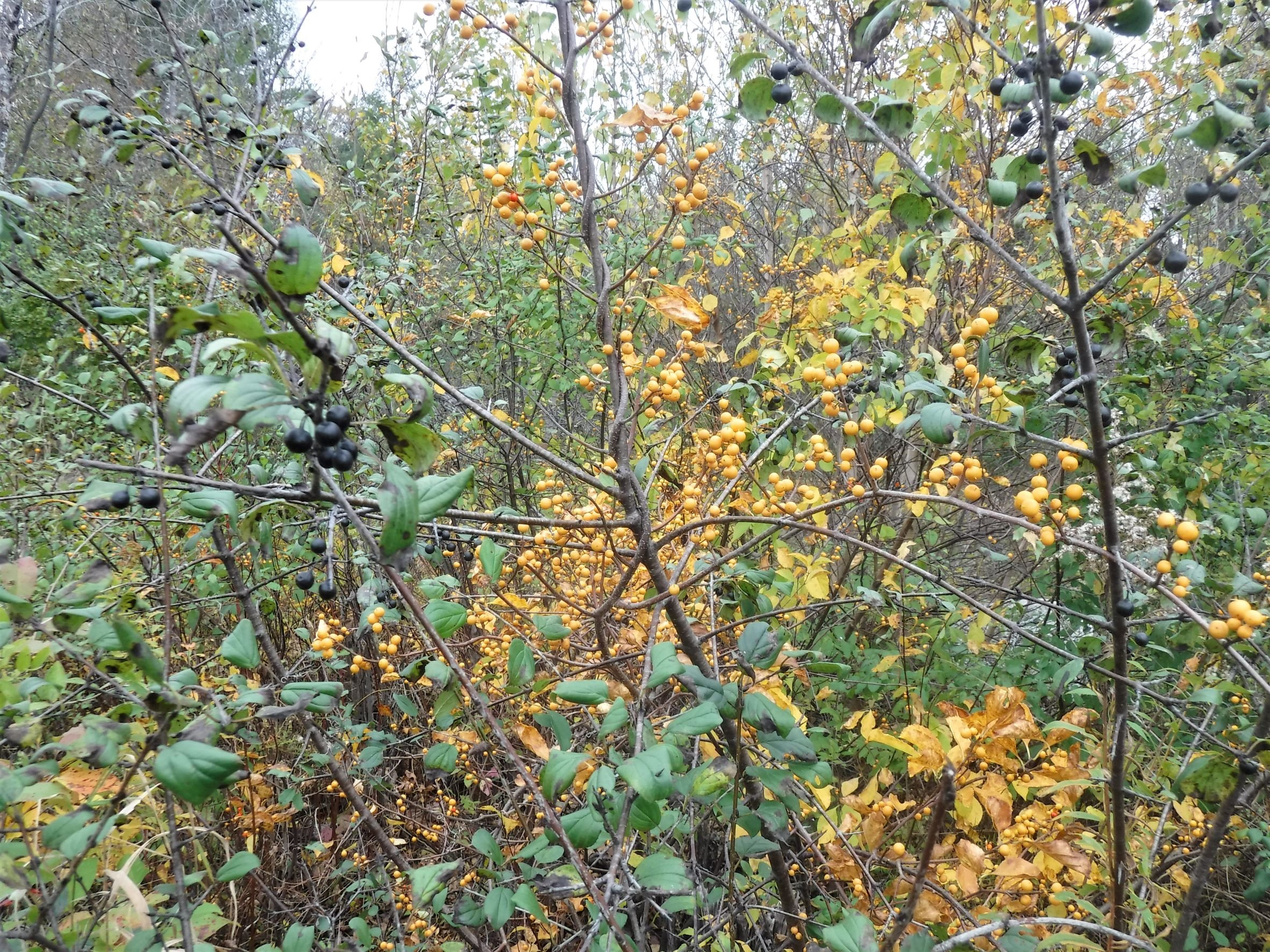 Common buckthorn (black) &amp; Asiatic bittersweet (yellow), in fruit
