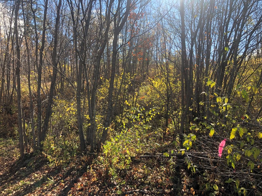 yellow foliage of shrubby honeysuckle,  Madison, October 2020