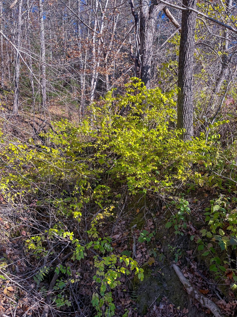 shrubby honeysuckle foliage, Madison, November