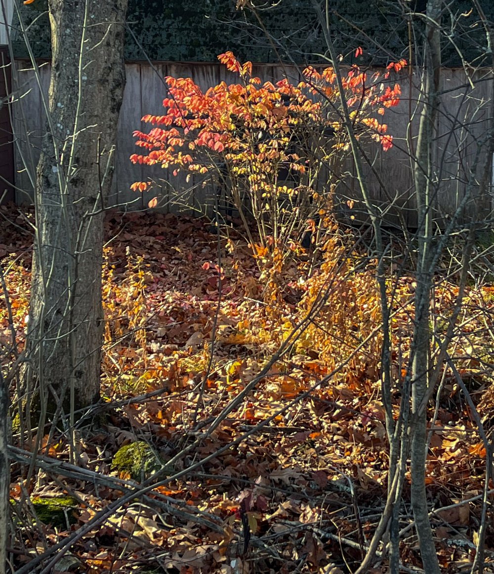 burning bush foliage, Troy, November
