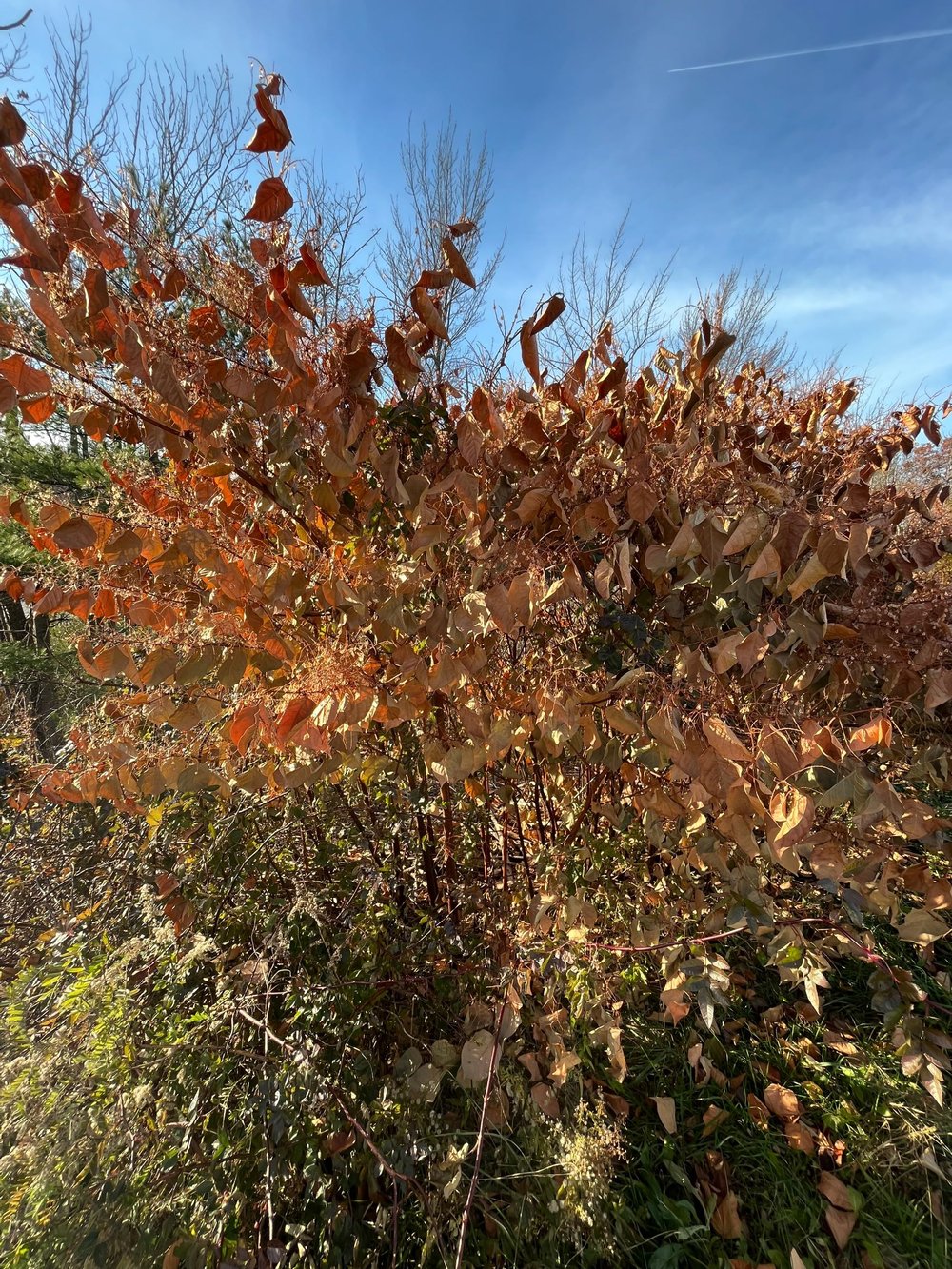 Japanese knotweed canes, Augusta, November