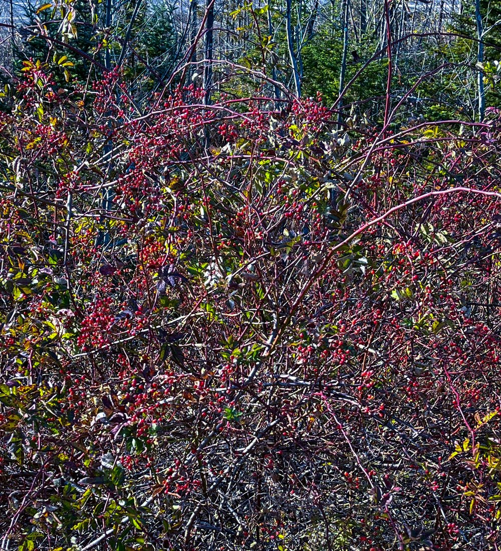 multiflora rose berries, Augusta, November