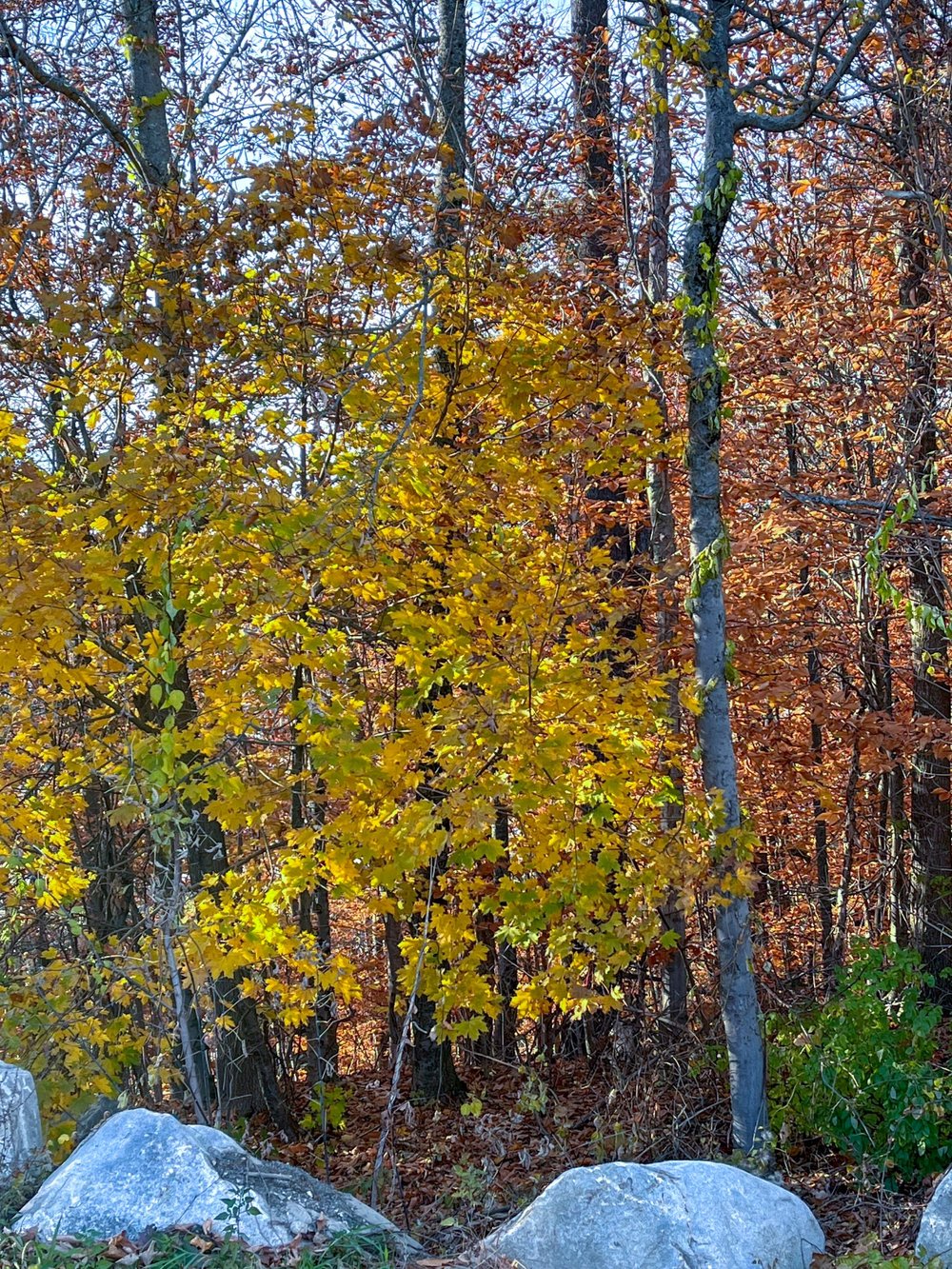 Norway maple yellow foliage, Augusta, November