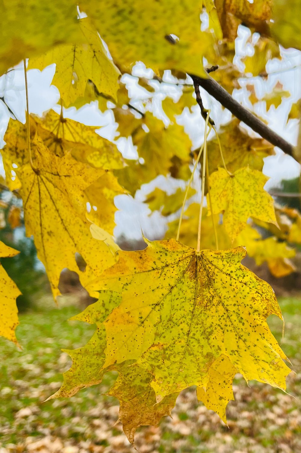 Norway maple leaves, Burnham, November