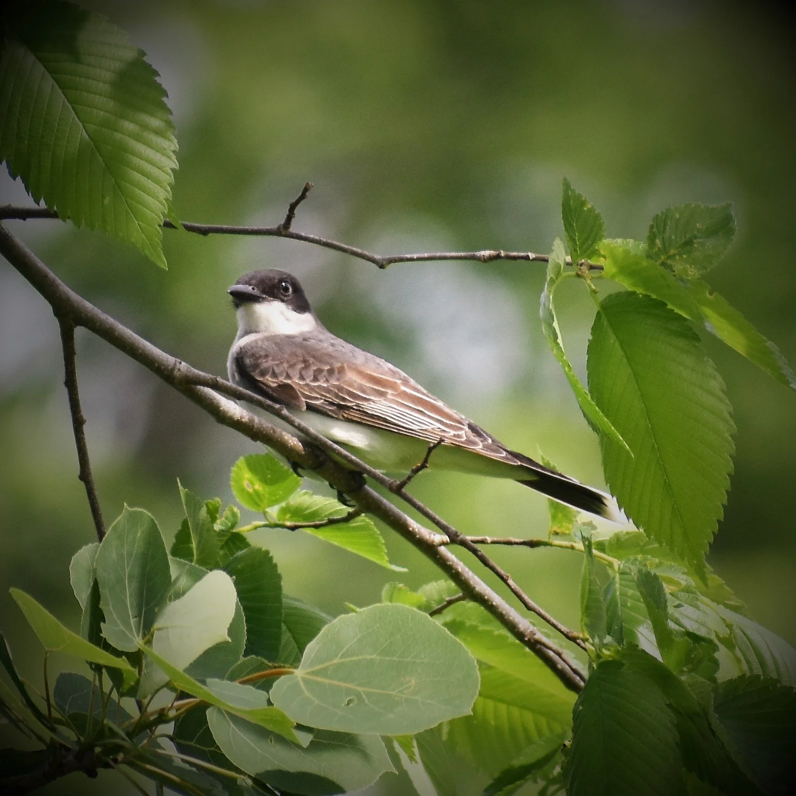 Spring Birds Are Returning - Are You Ready? 