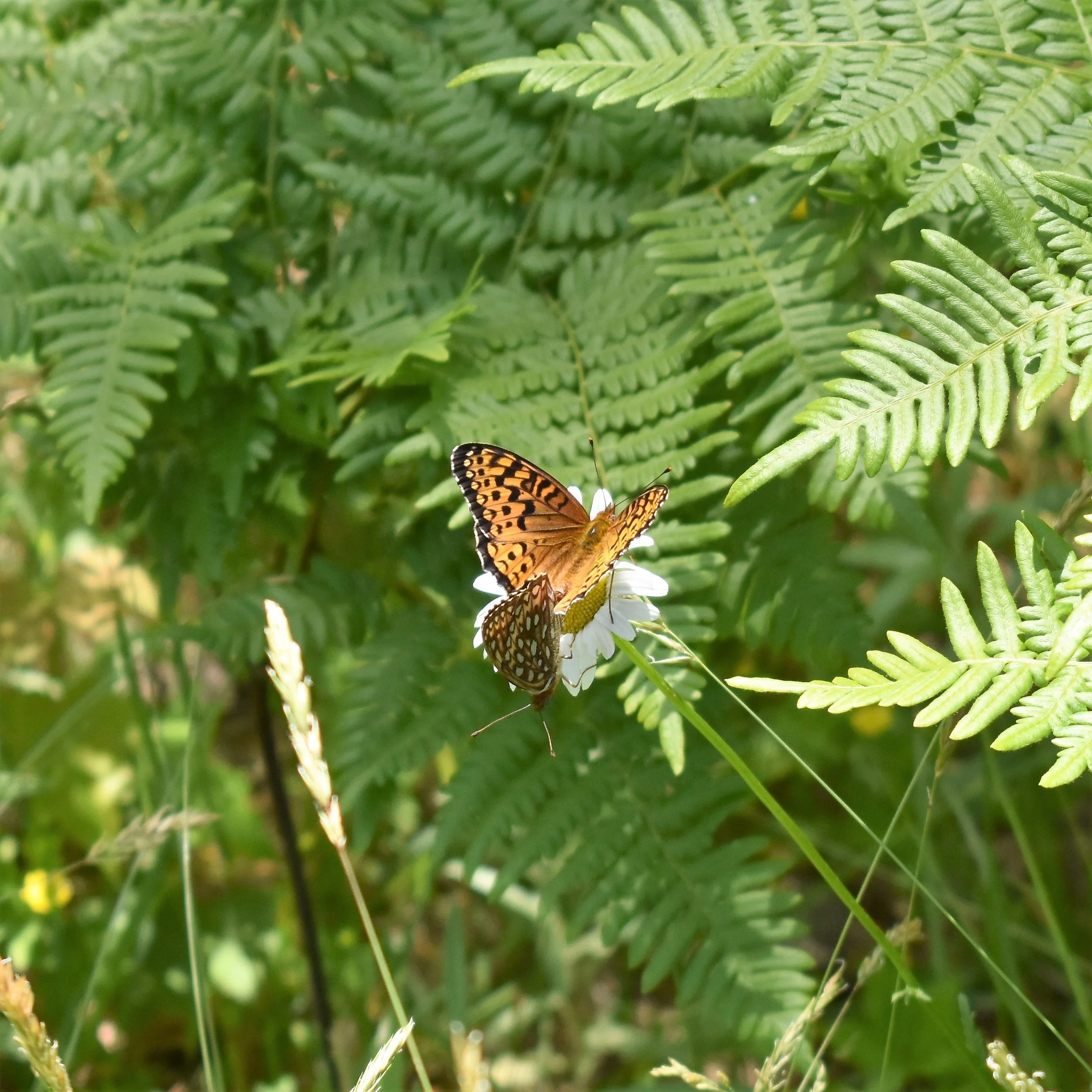 Forests Provide Essential Habitat for Pollinators