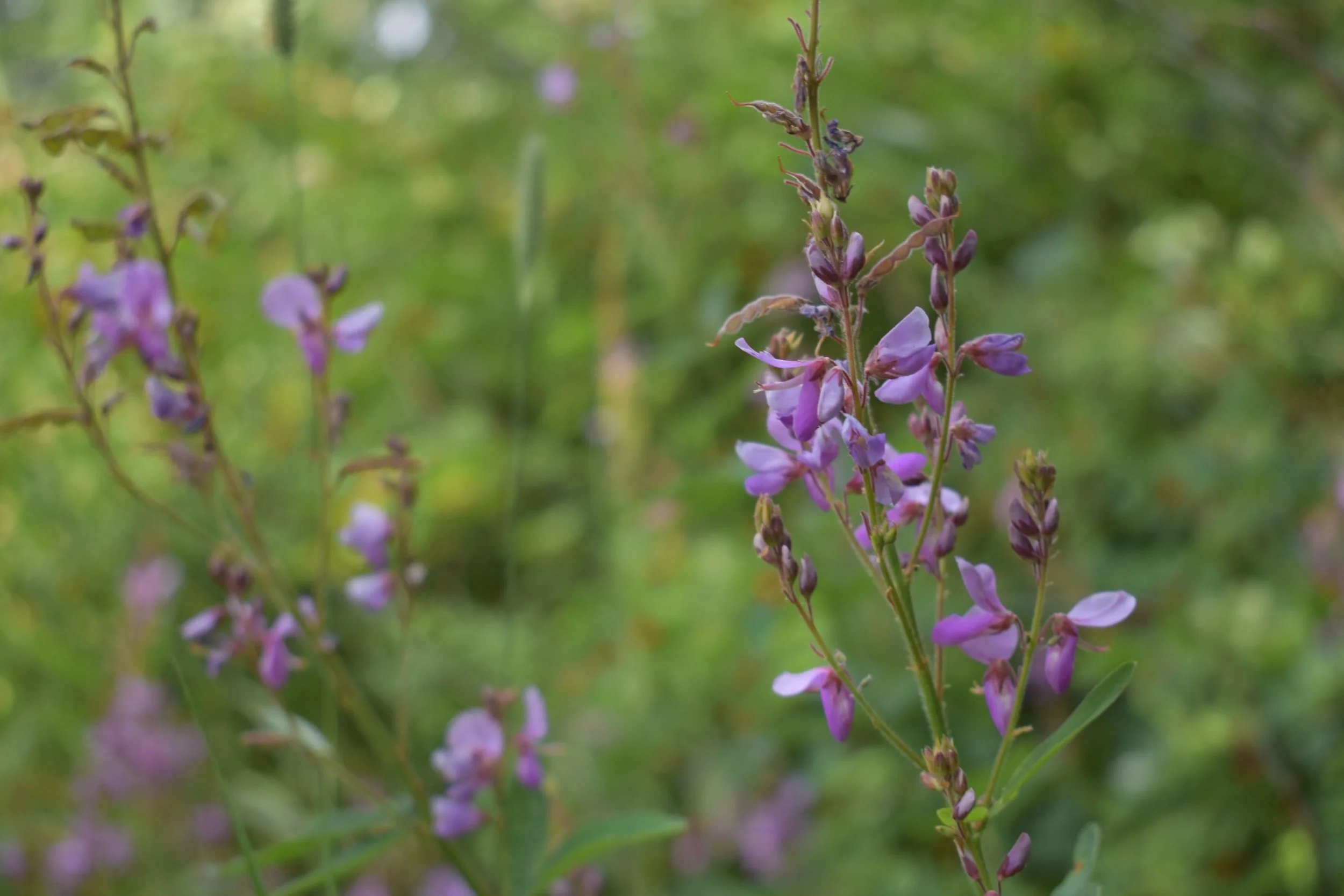 In Bloom:  Showy Tick Trefoil &amp; Purple Loosestrife
