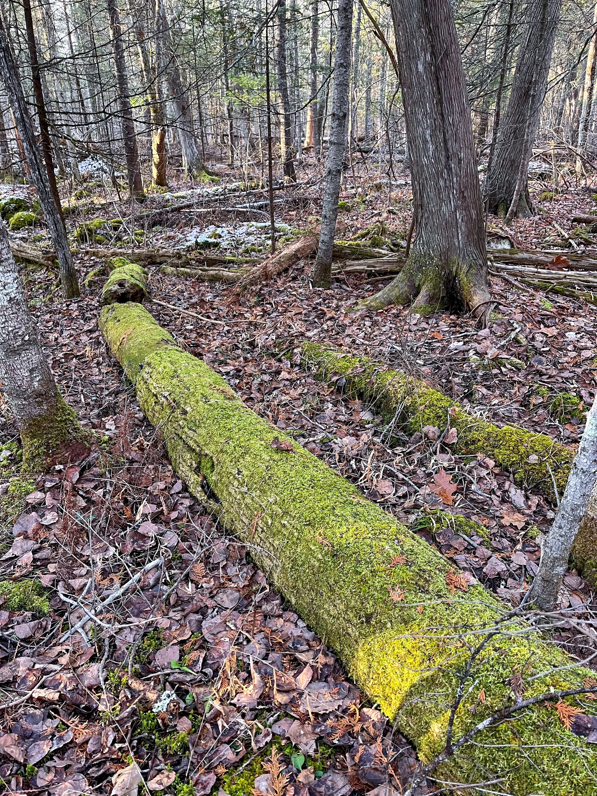 Woodland Habitat - Messy Is Better!