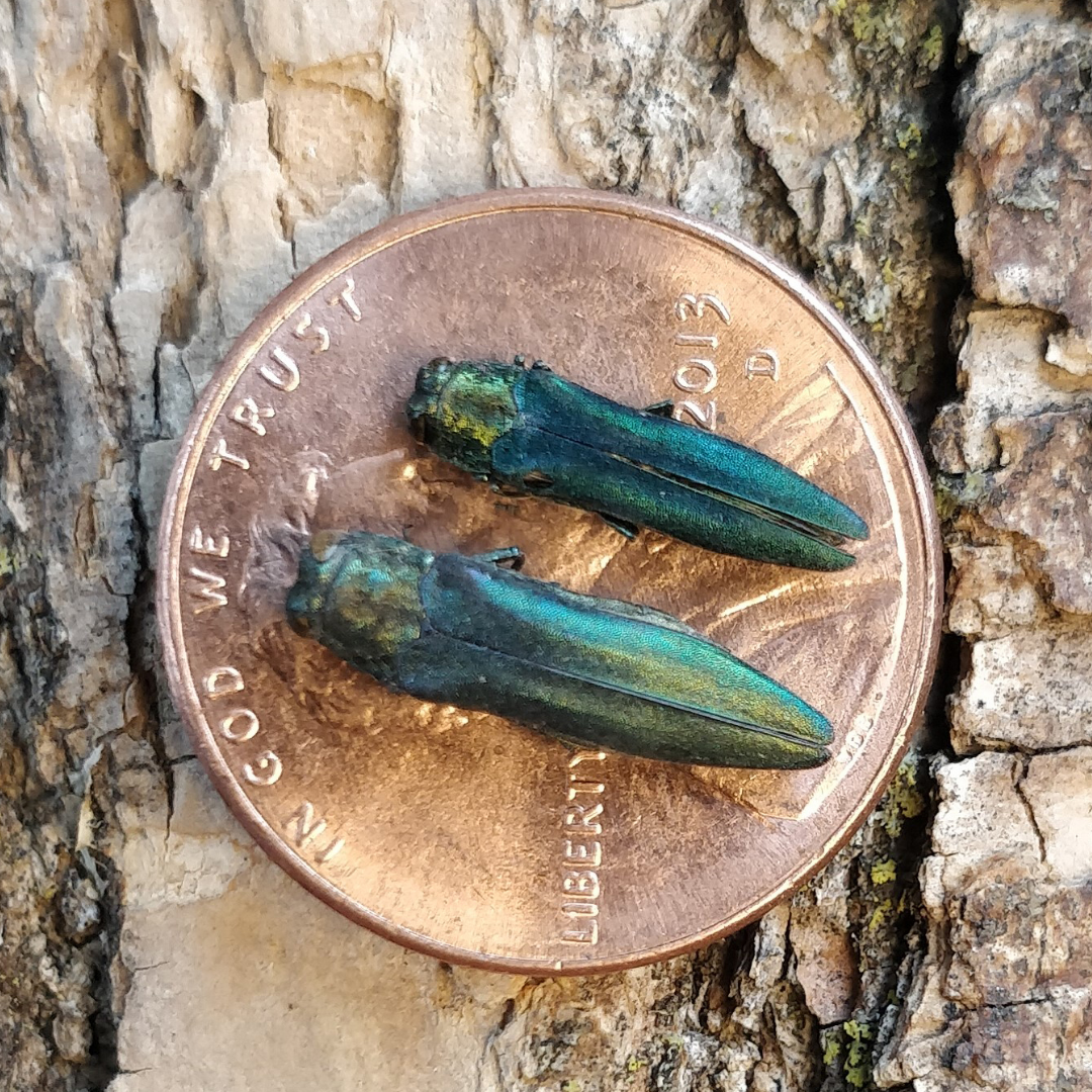 Emerald Ash Borer Update for Cities and Towns - Solon
