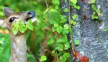 Battling Deer Browsing