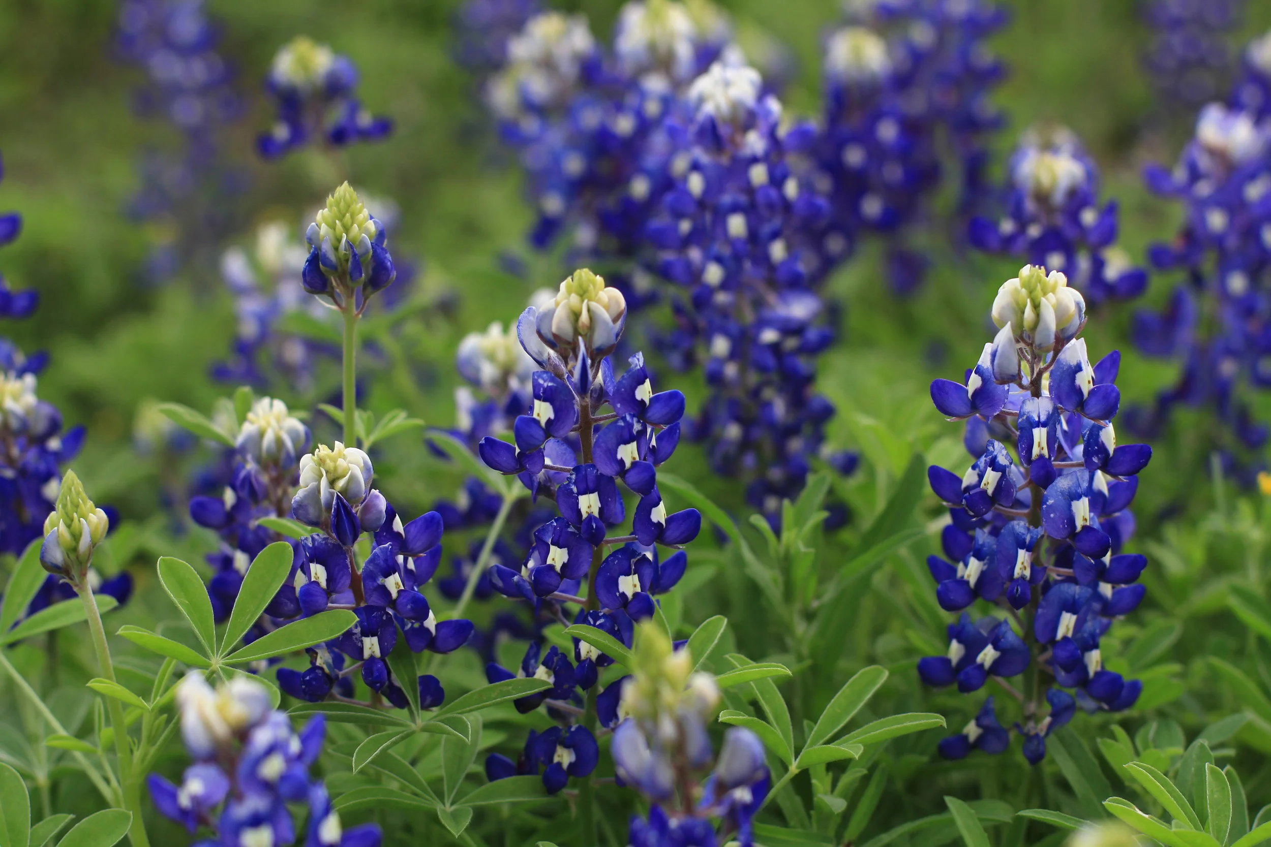 Bluebonnets.JPG