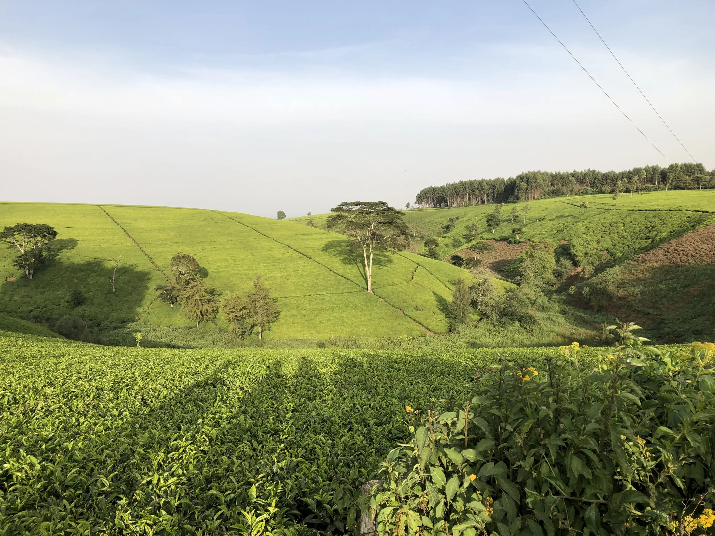 tea fields.jpg