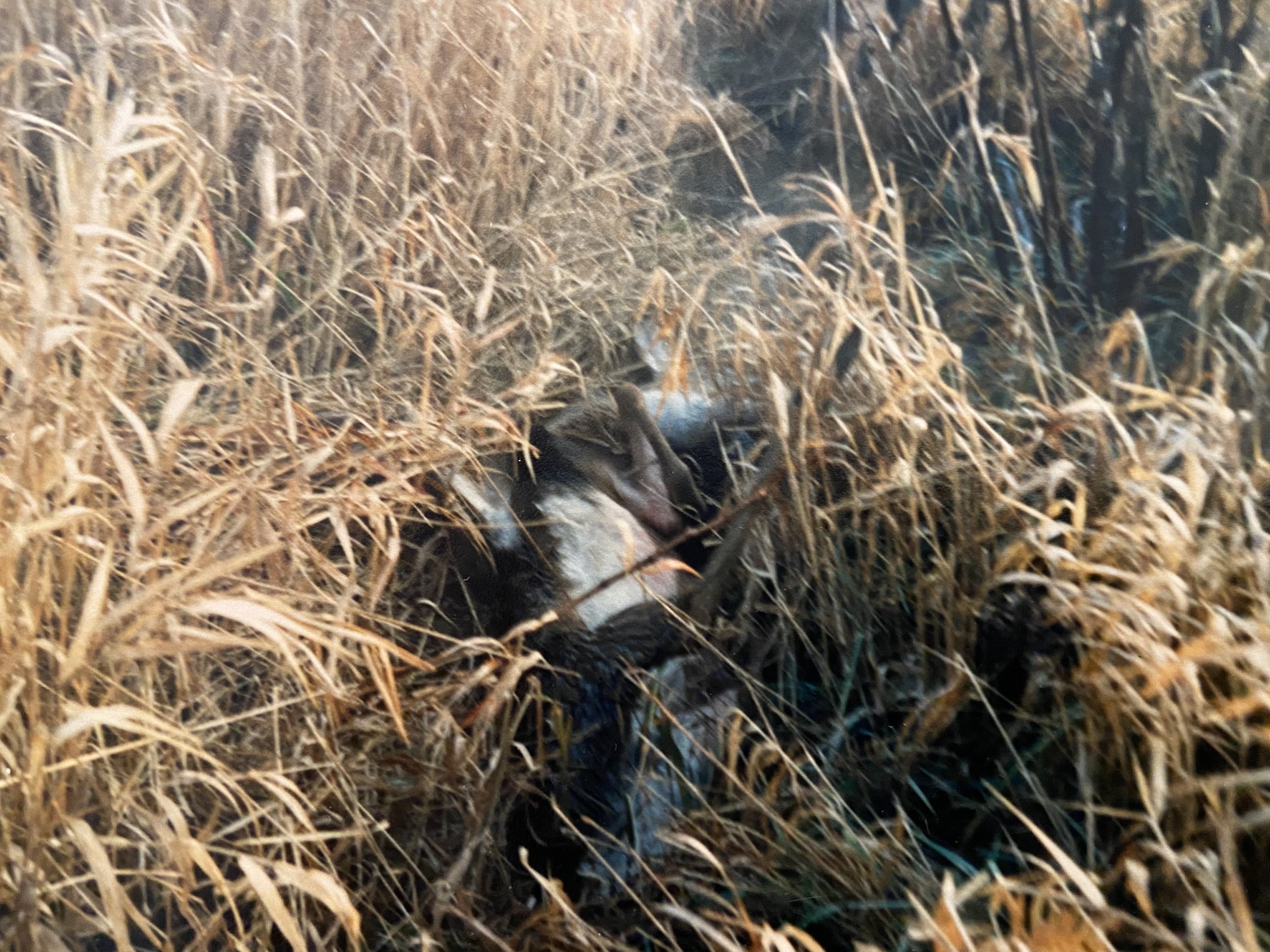 Deer in grass.jpg