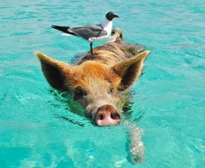 staniel-cay-swimming-pig-seagull-fish-66258.jpeg
