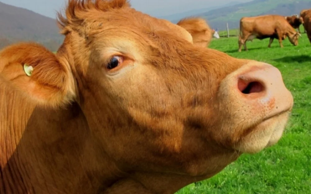 brown-cow-mammal-animal-63246.jpeg