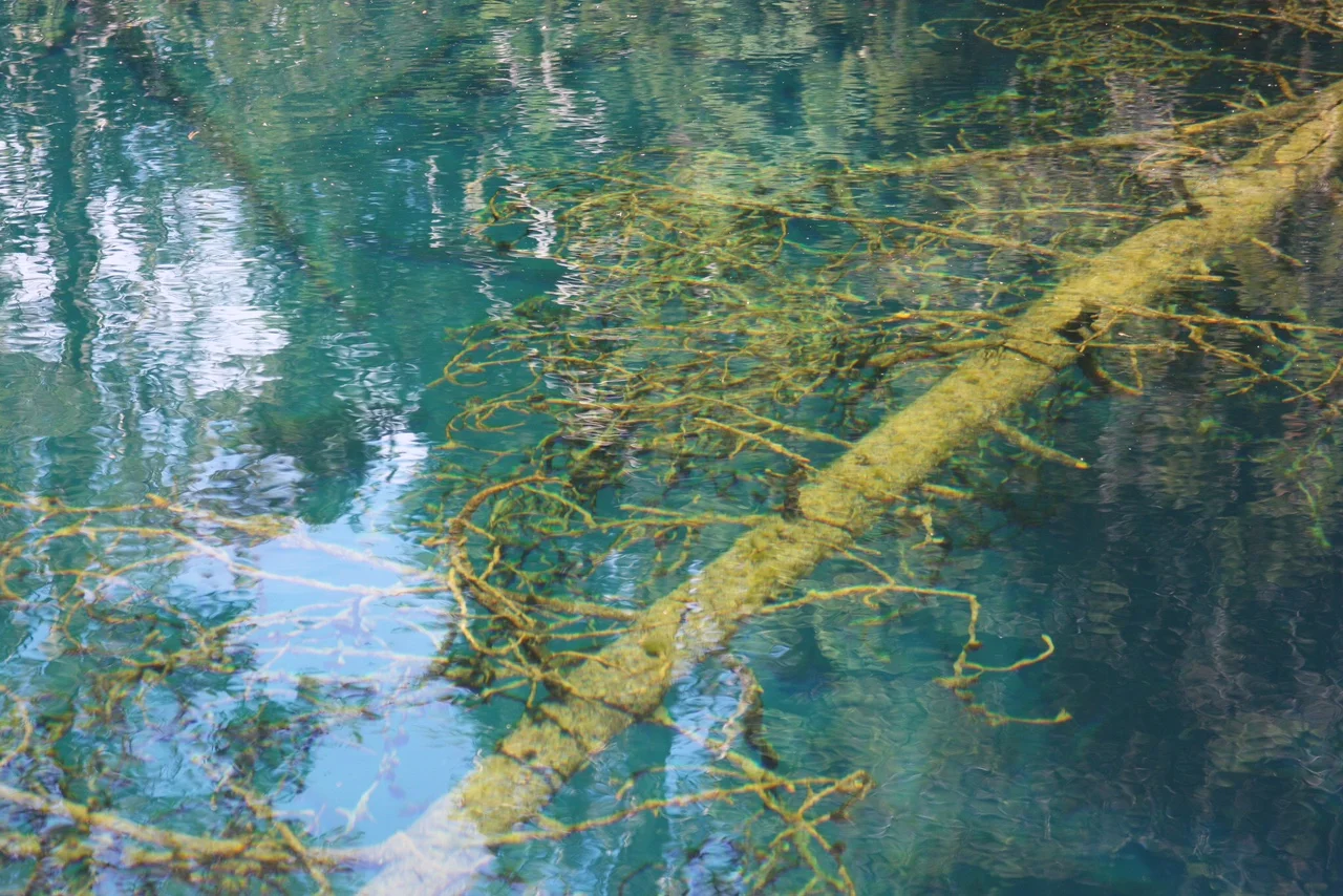 “For Us, The Trees” by Angie Vorhies