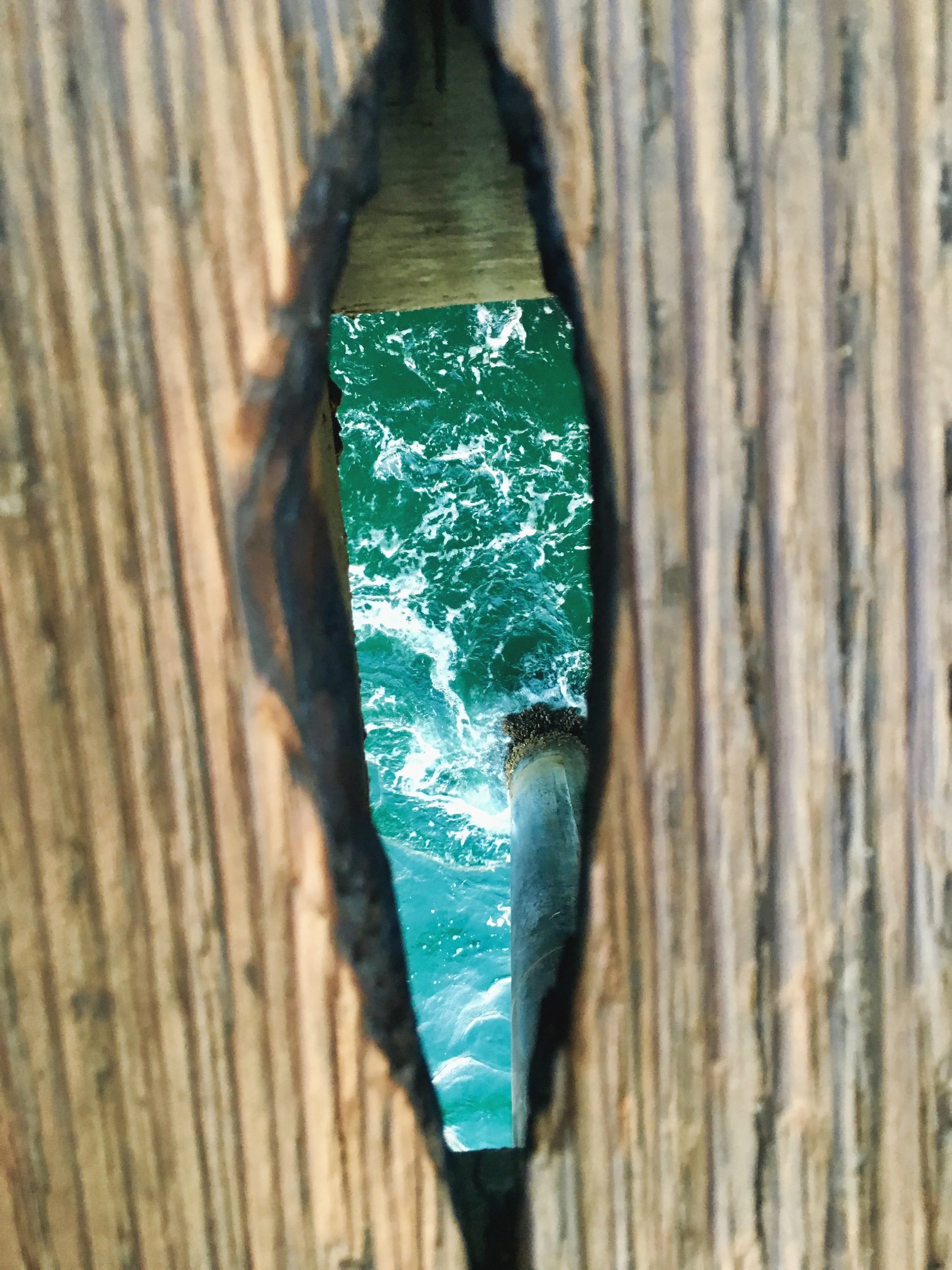 “Freshwater Mussels of the Upper Midwest” by Martha Silano