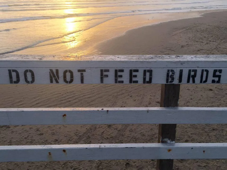 “On the Charm Bracelet of Life, Dying Is the Shape of Driftwood” by Kelli Russell Agodon