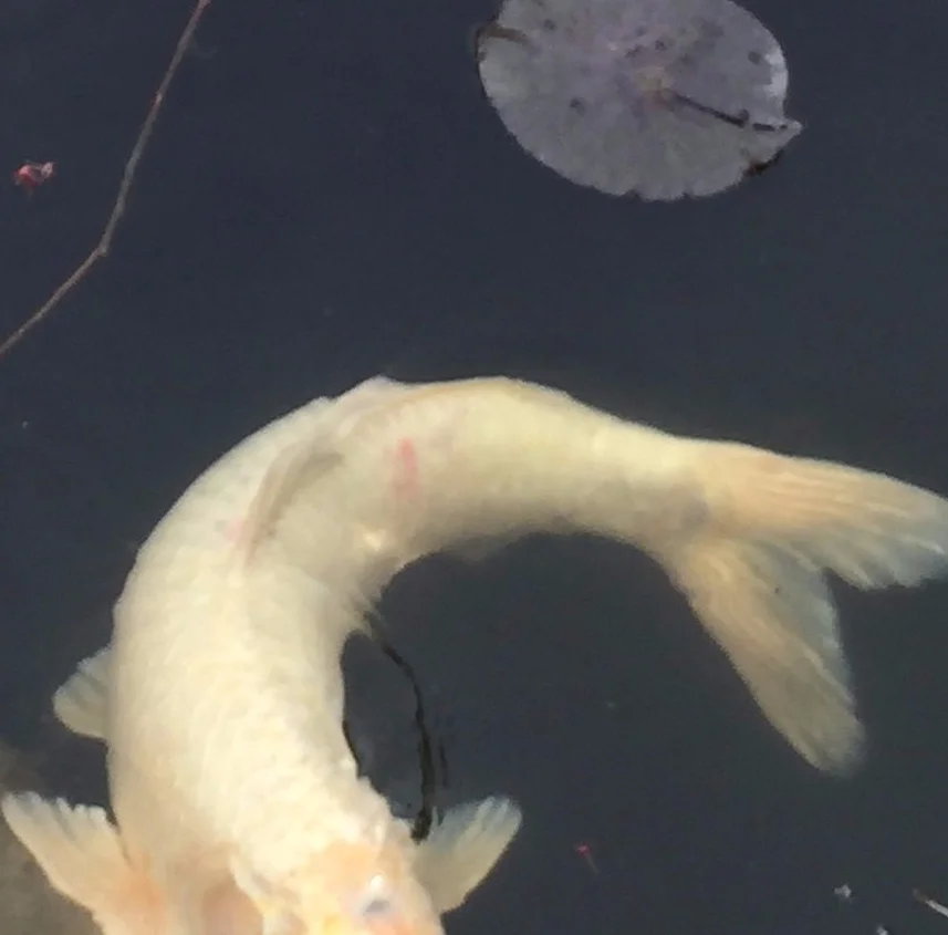 “Miracle Fish” by Beth Spencer