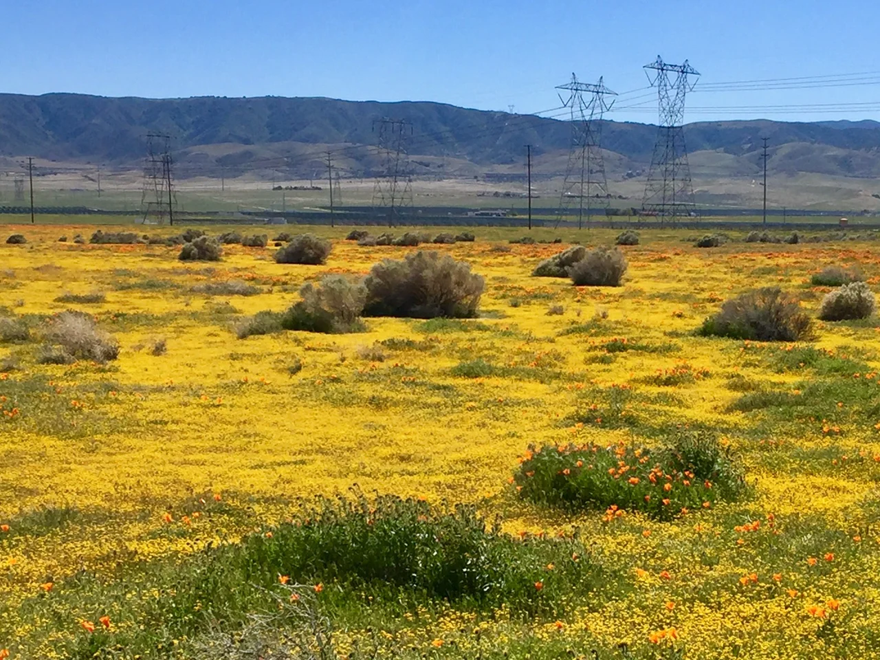 “On the Names of Invasive Beauty as Naturalization” by Karen An-hwei Lee