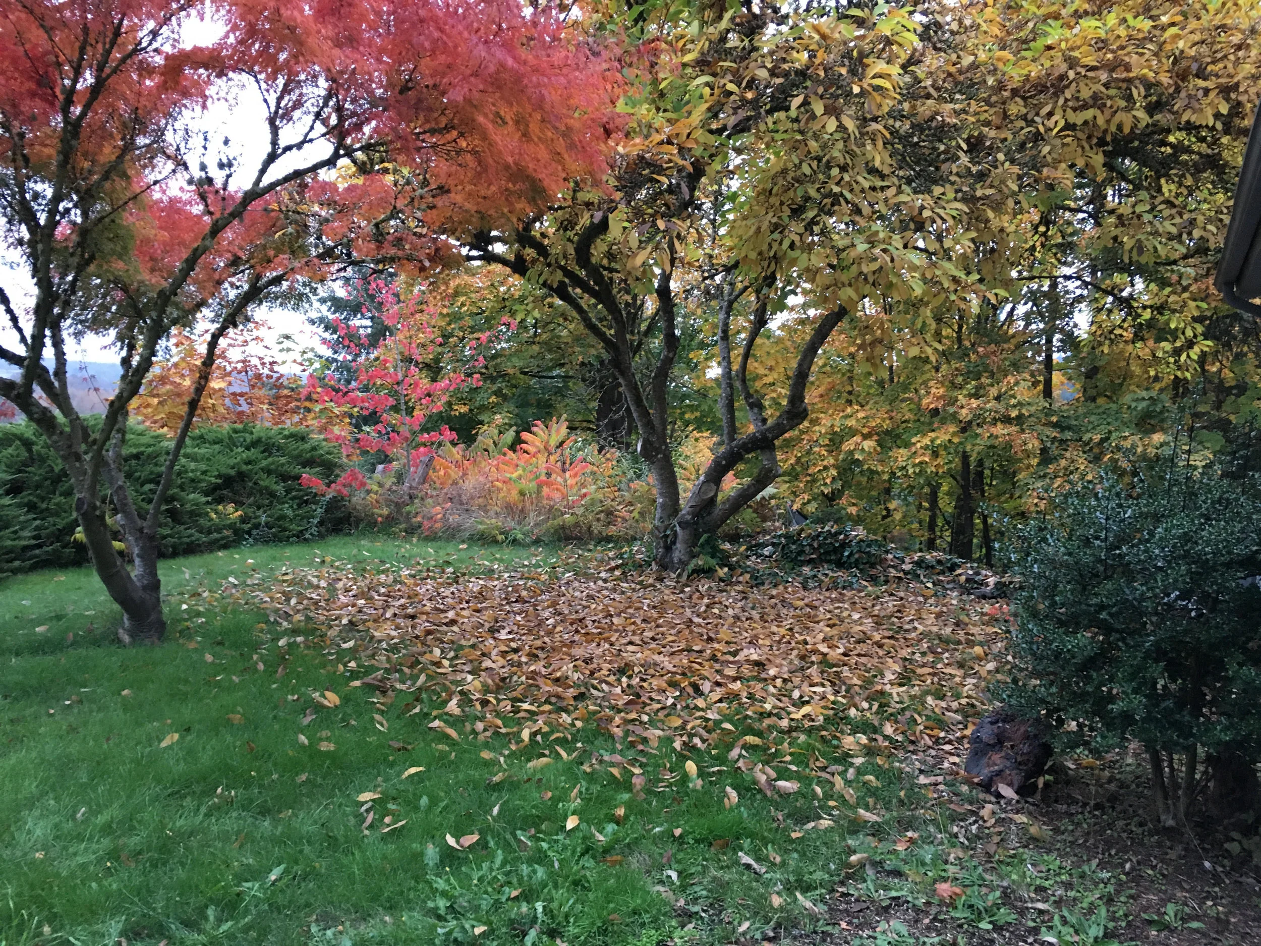 “The Petals on the Ornamental Pear Tree in the Neighbor’s Yard Smell like Death” by Amorak Huey