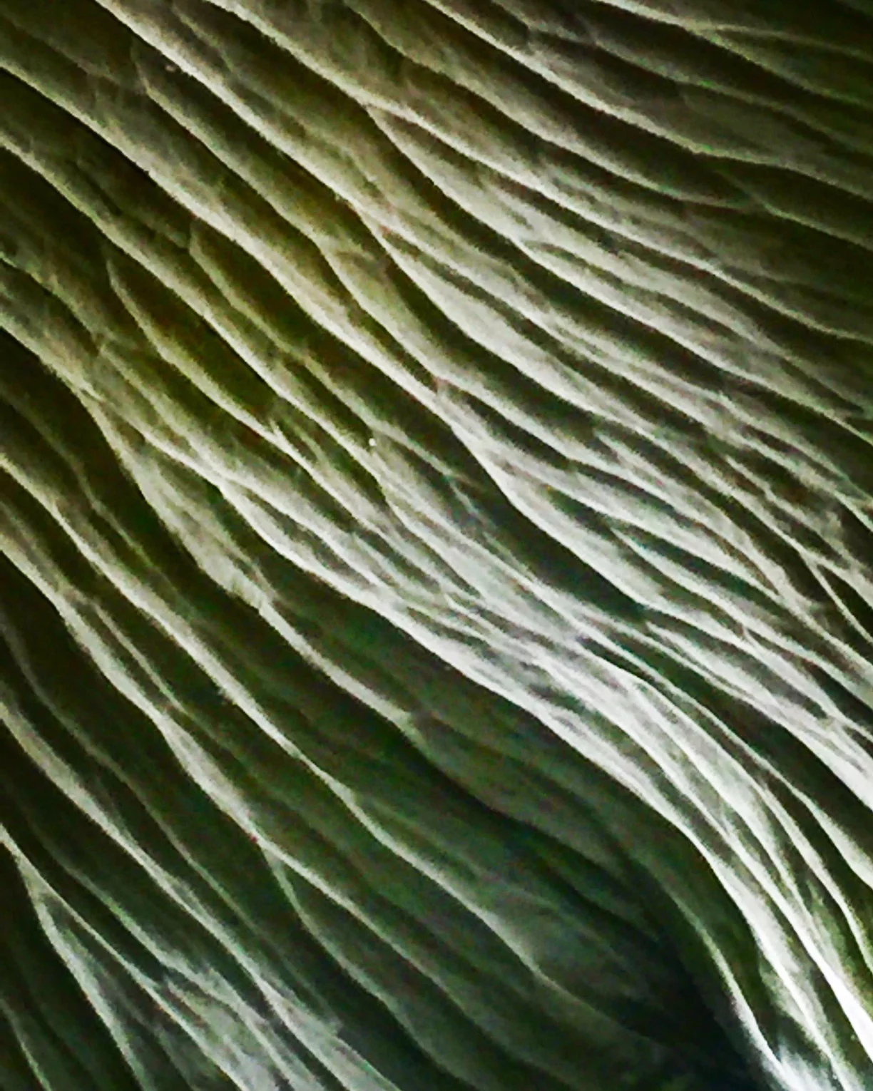 “They trail there, they trail” by Genevieve Kaplan