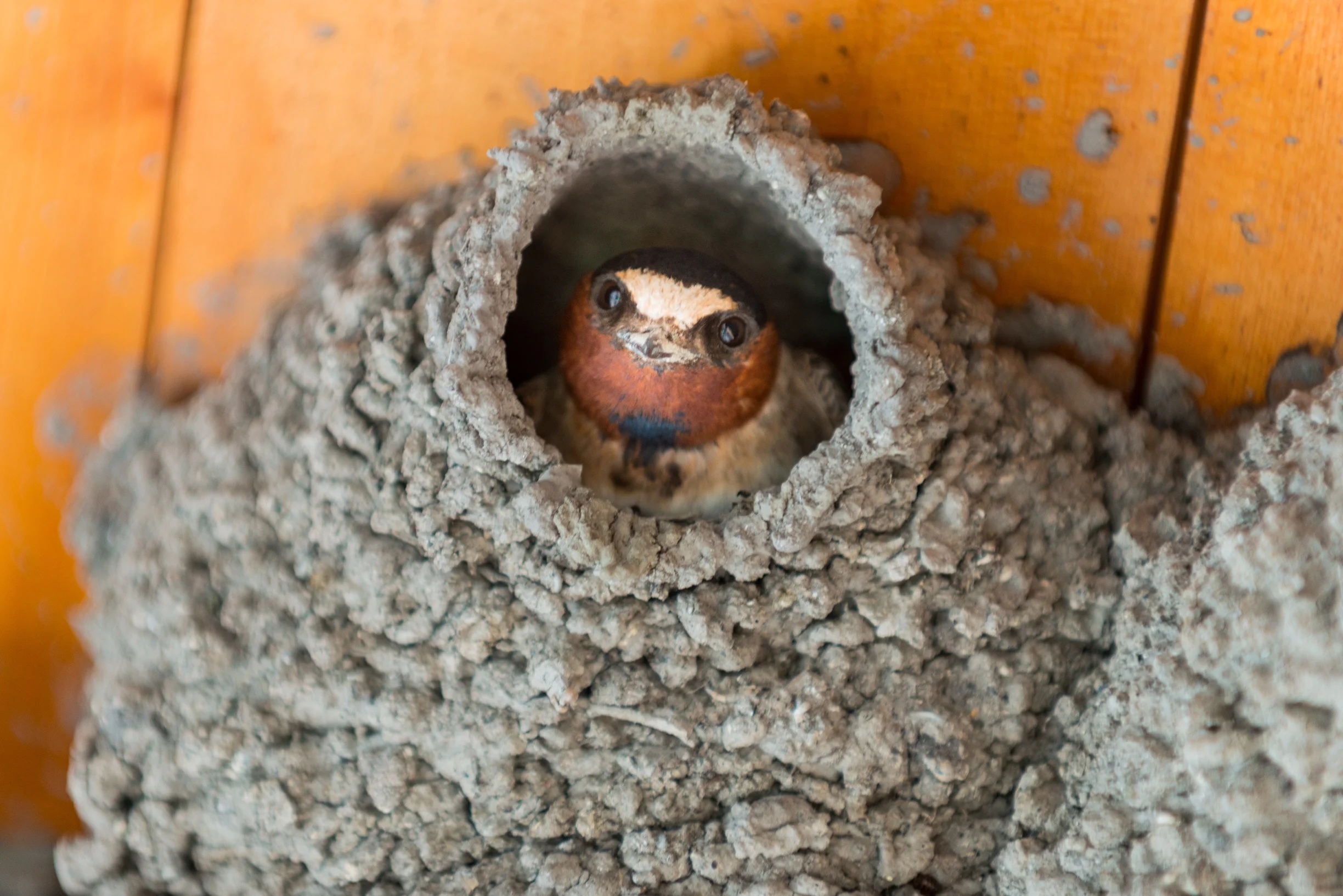 “Abiding” by Candace Pearson