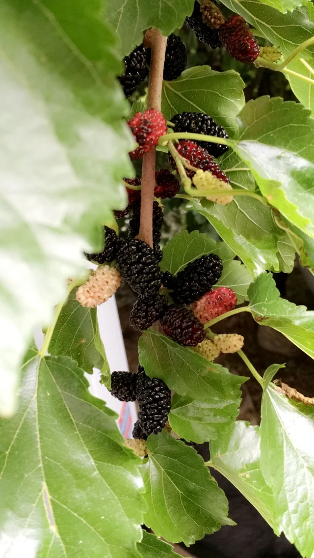 "The Garden" by Dorsía Smith Silva