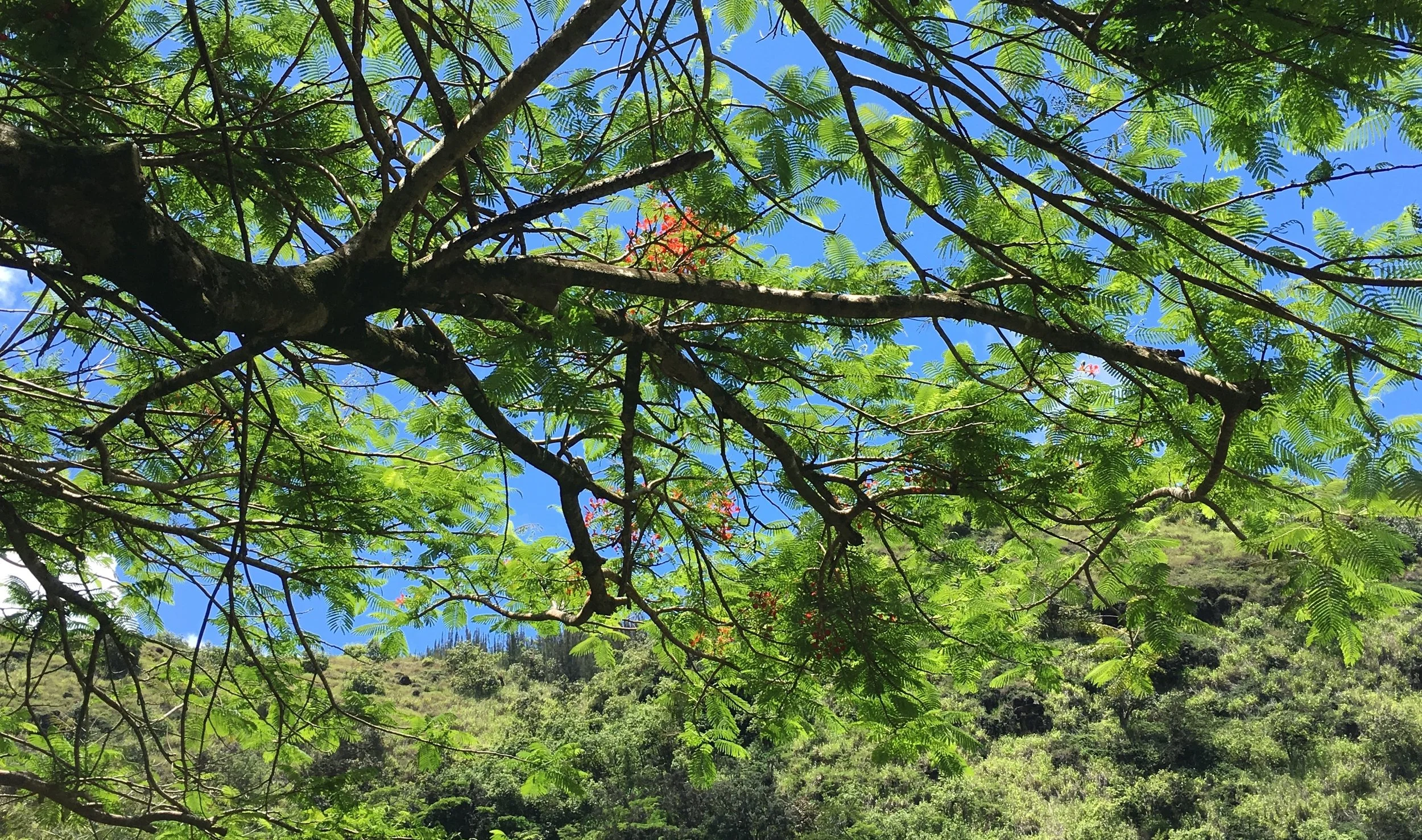 "[This leaf shutting down]" by Simon Perchik