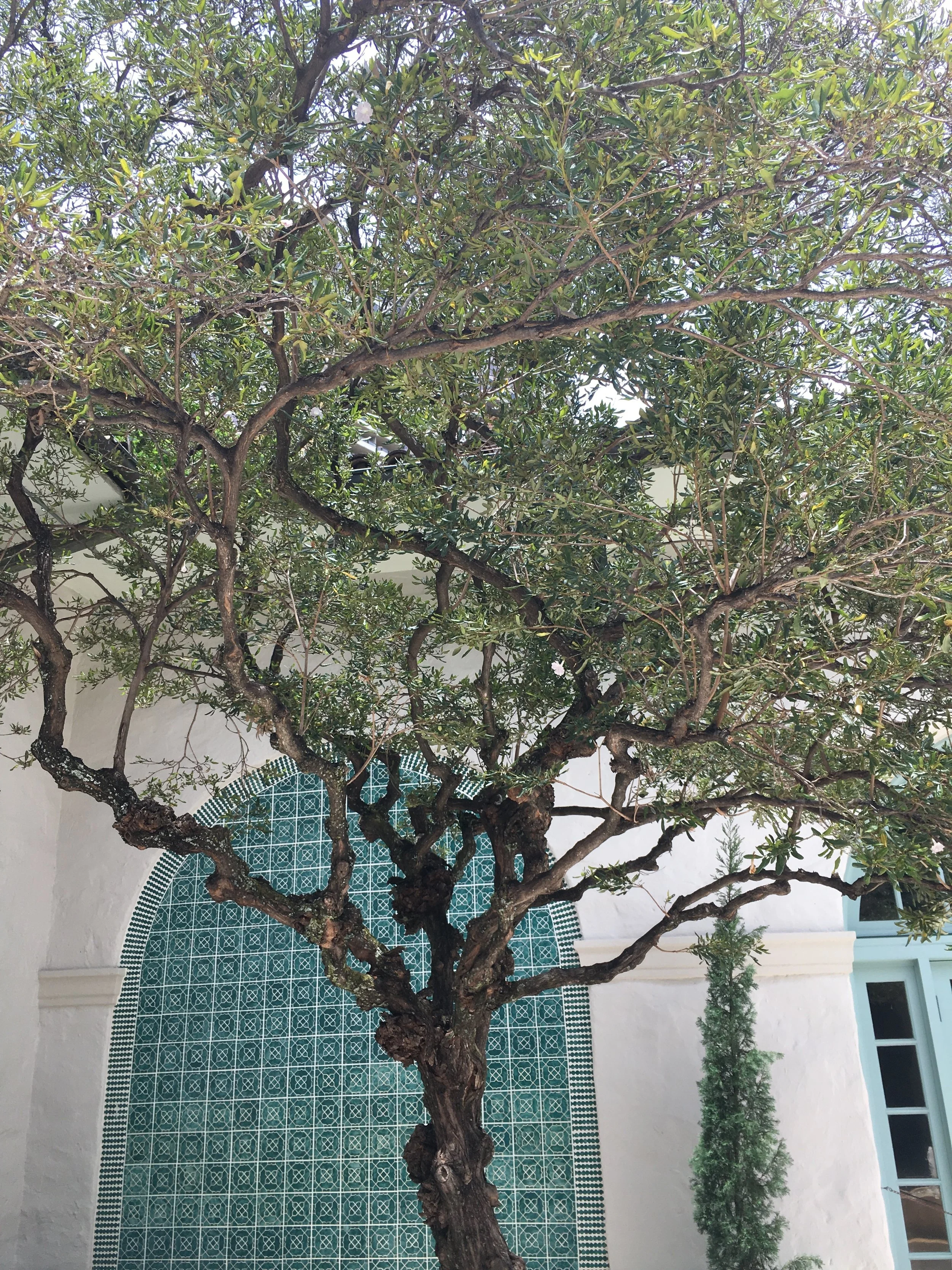 ISSUE THREE: "Love Song for the Last of the Tall Trees" by Lena Khalaf Tuffaha