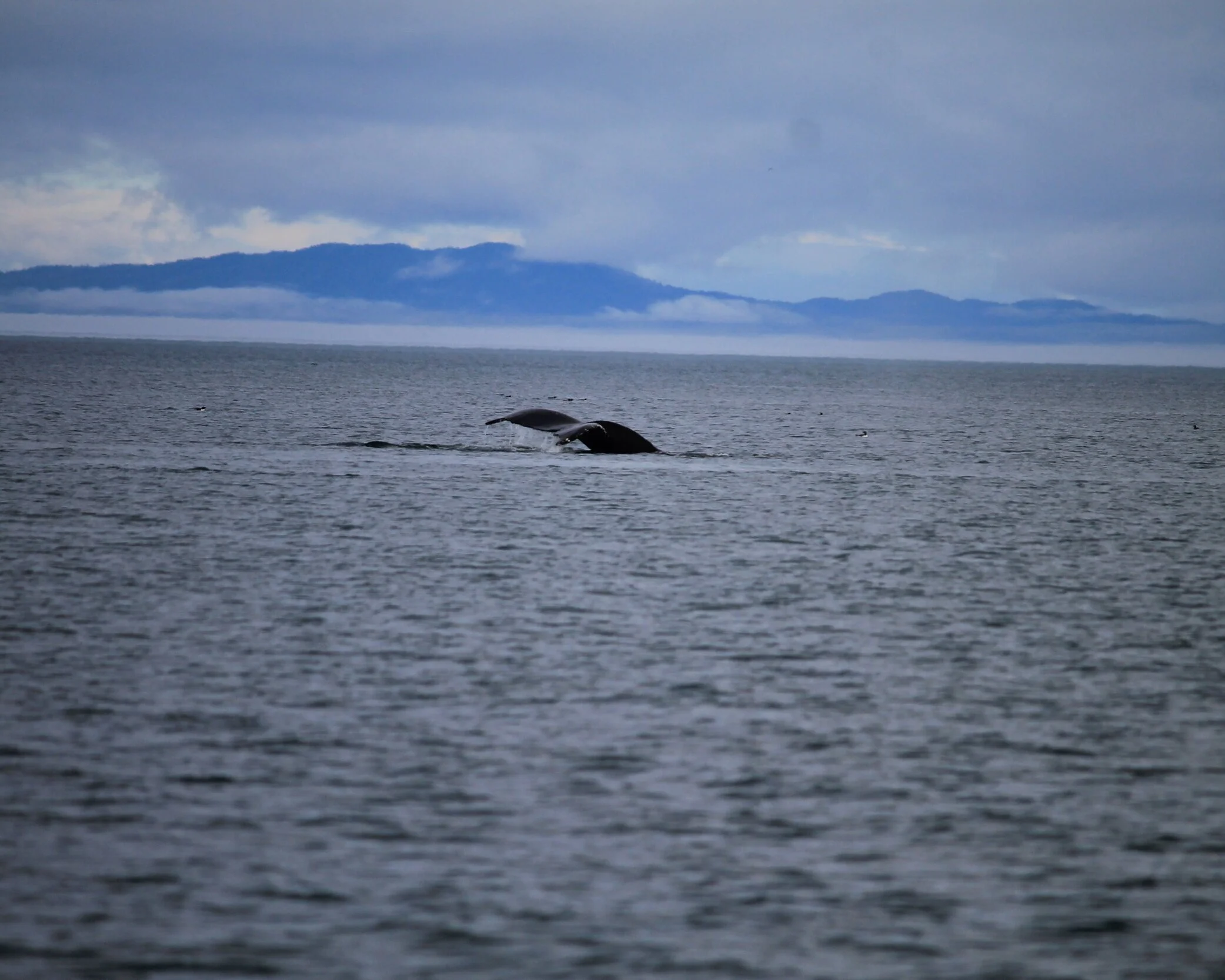 "Mermaid" by Juliette Sebock