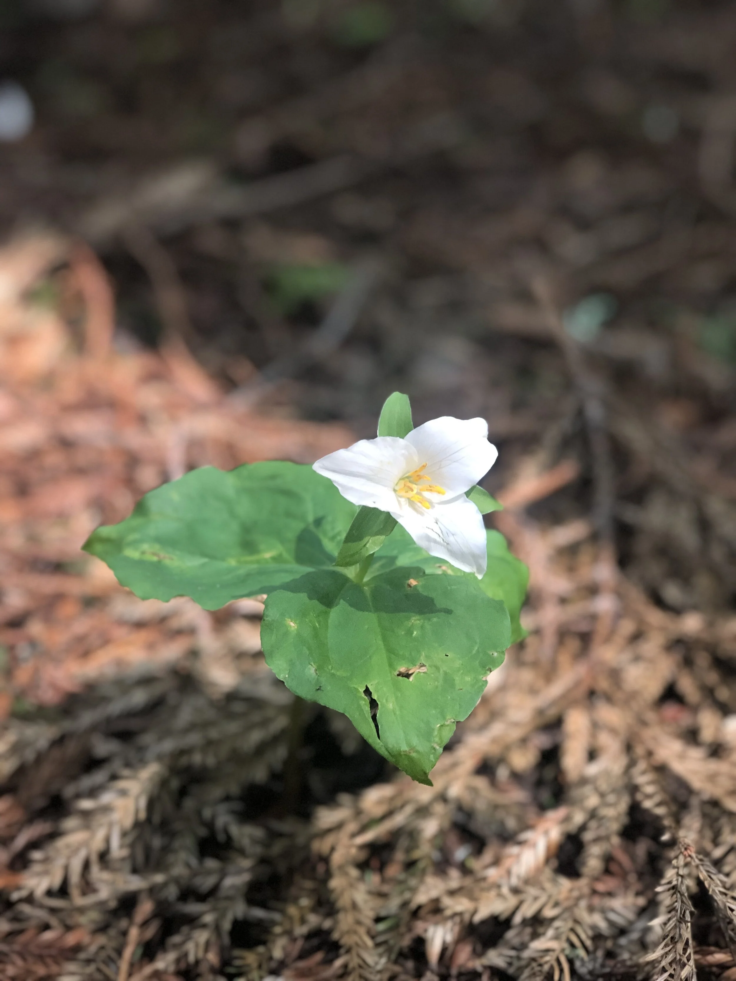 "What Grows Beneath the Ground" by Kunjana Parashar