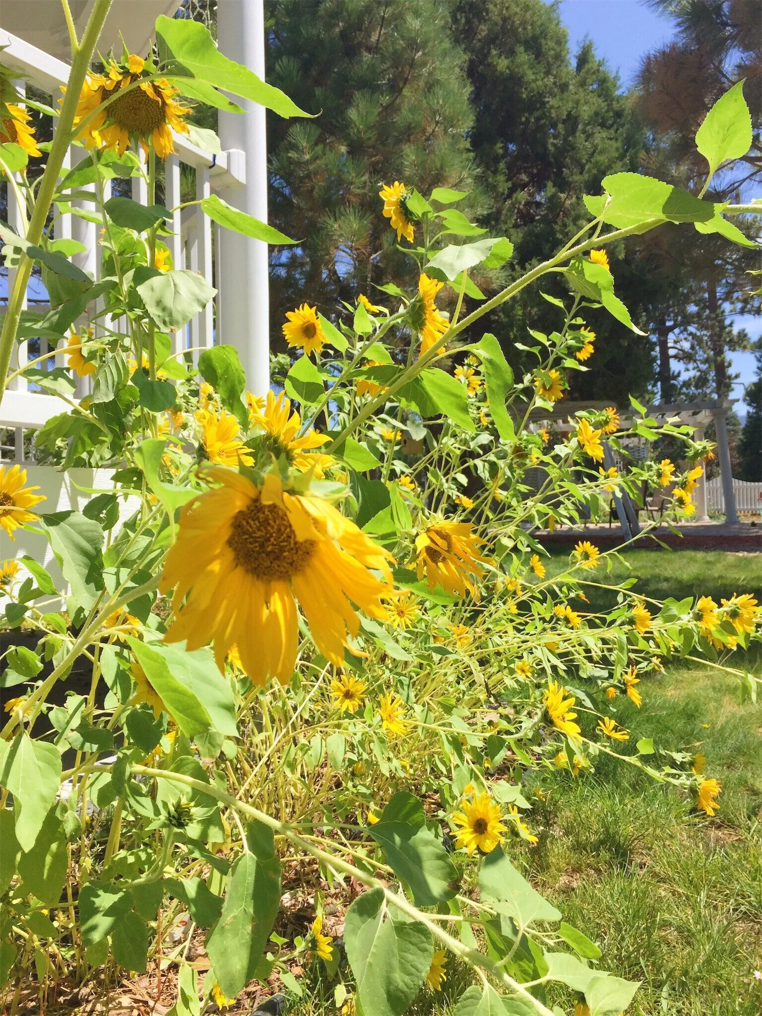 "Patterns" by Rochelle Jewel Shapiro