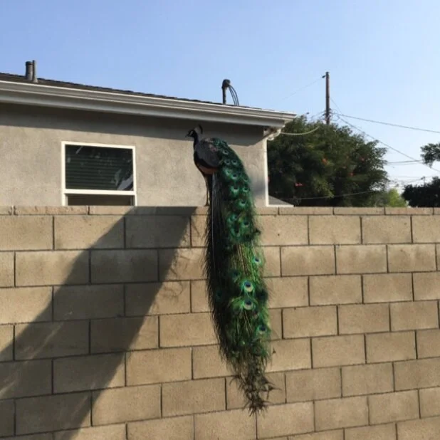 “Snipe Hunting in Los Angeles” by Lorelei Laird