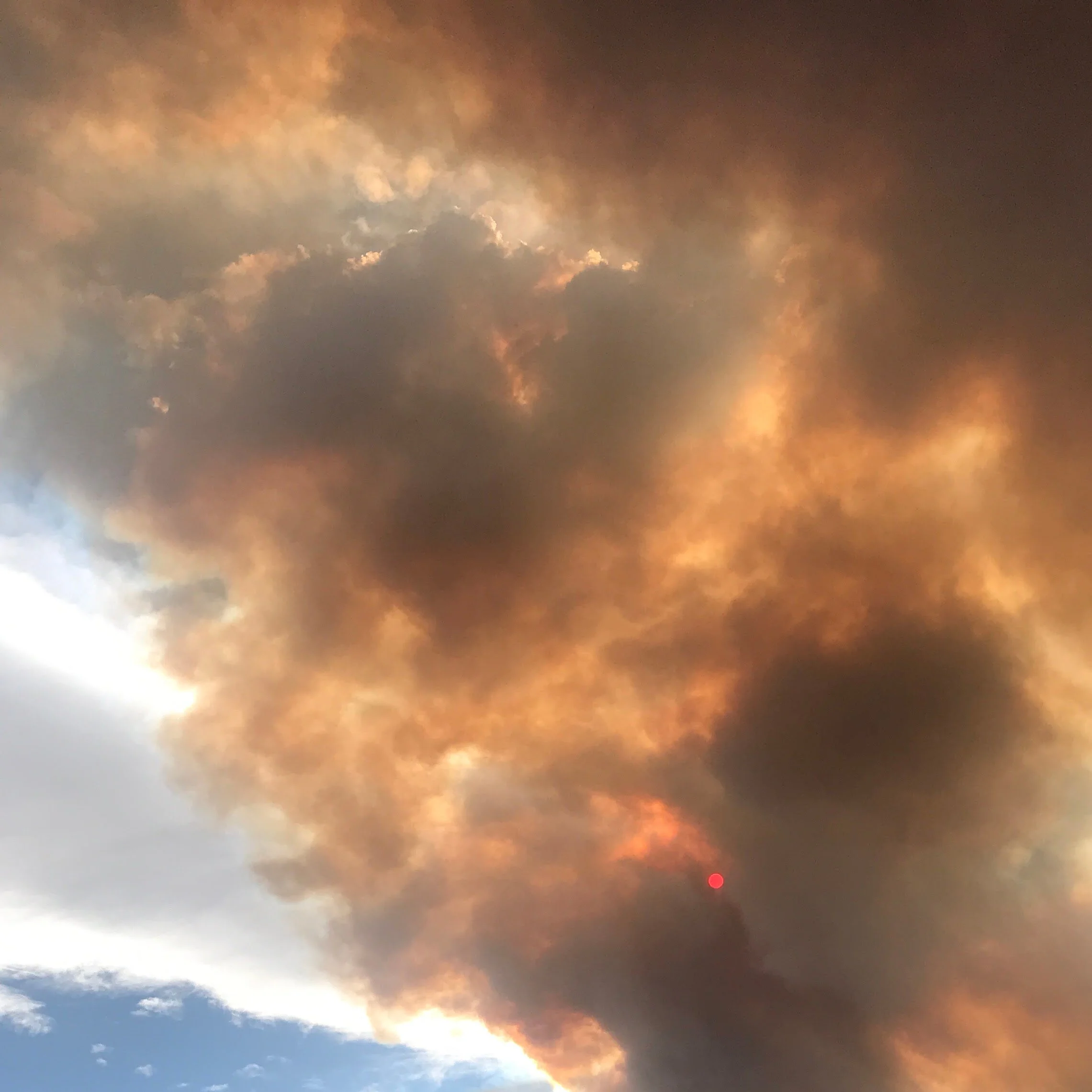 "I let the D in French catch fire," by Martha Silano