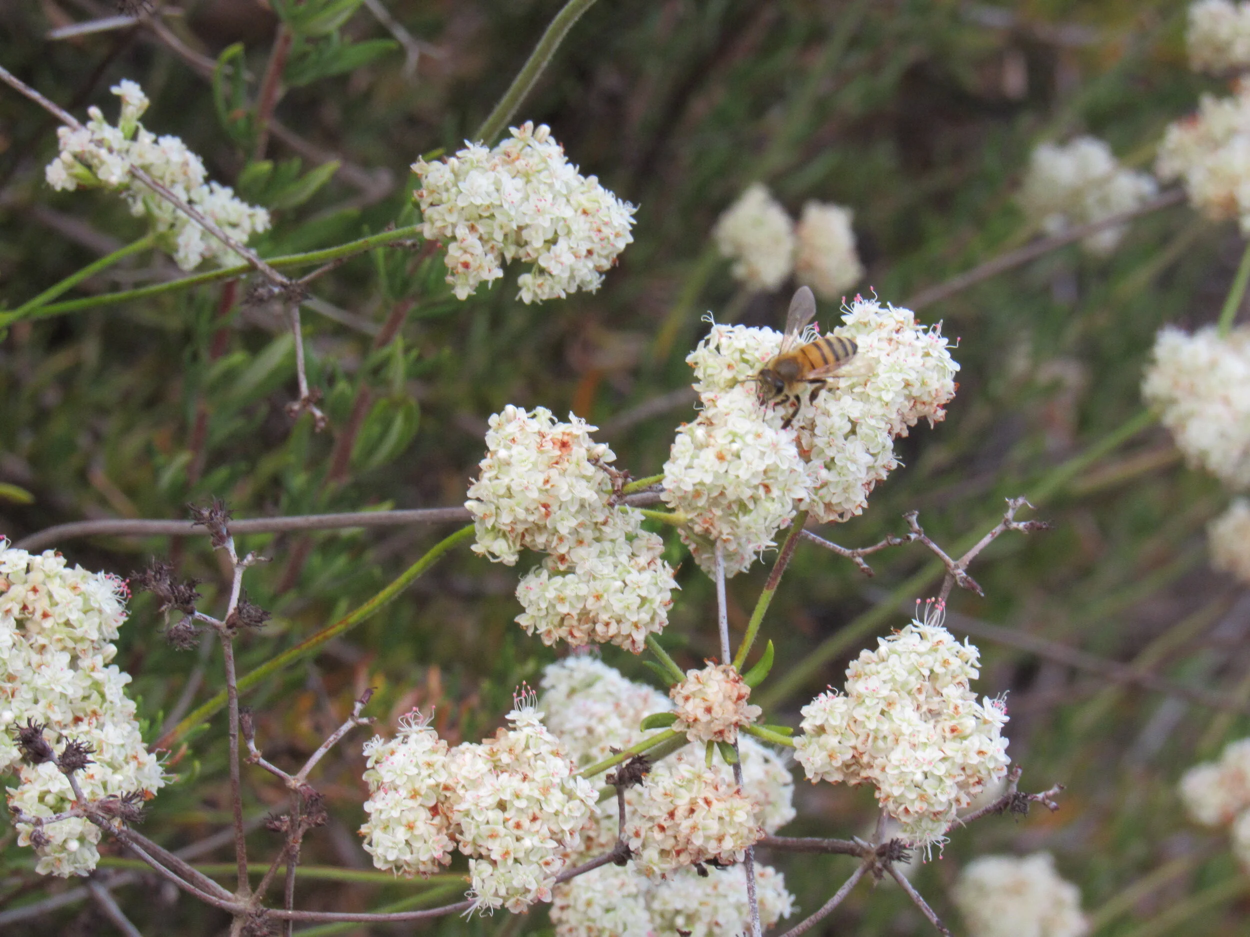 "Beeswax" by Tina Dermidjian