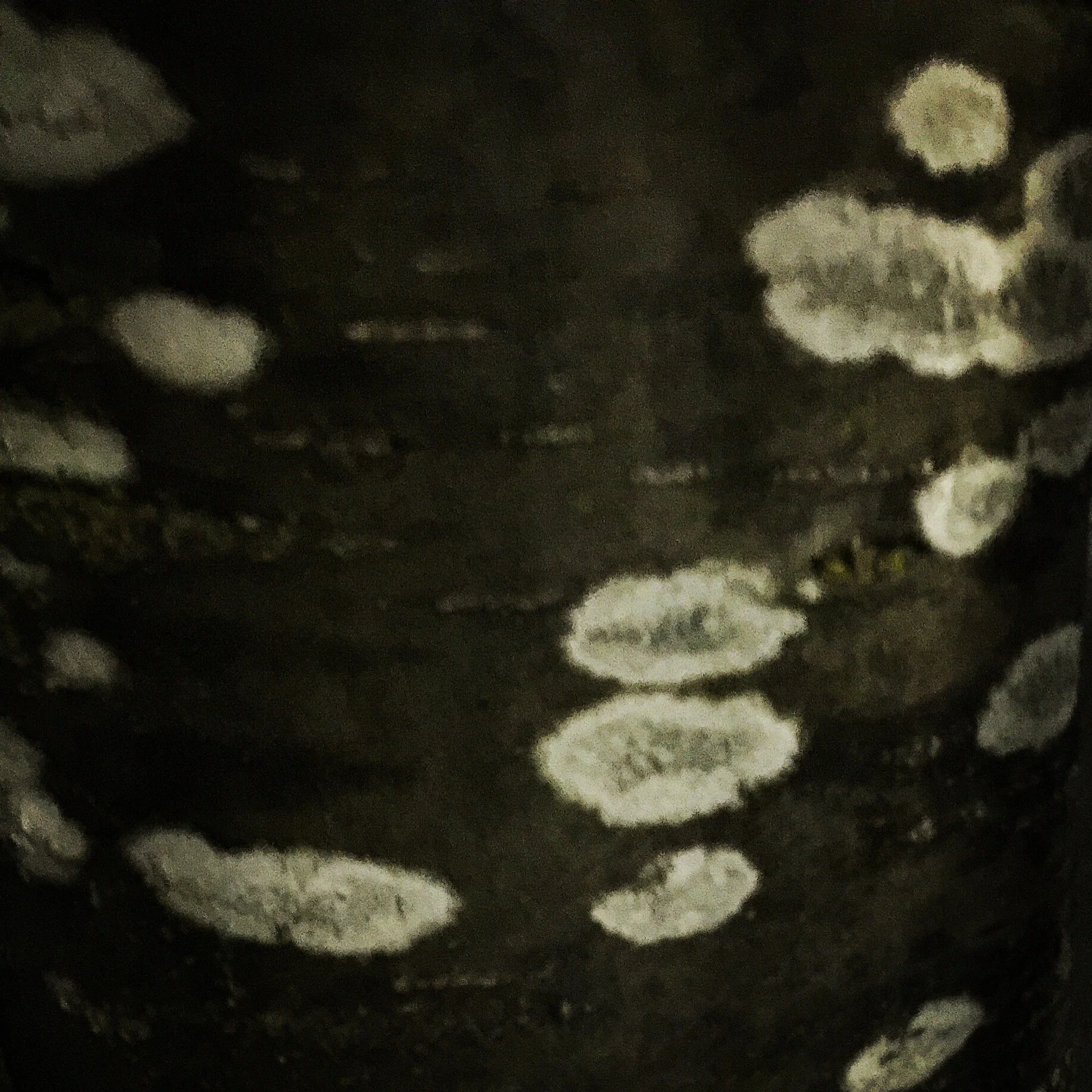 TREE (BIRCH EYES).jpeg